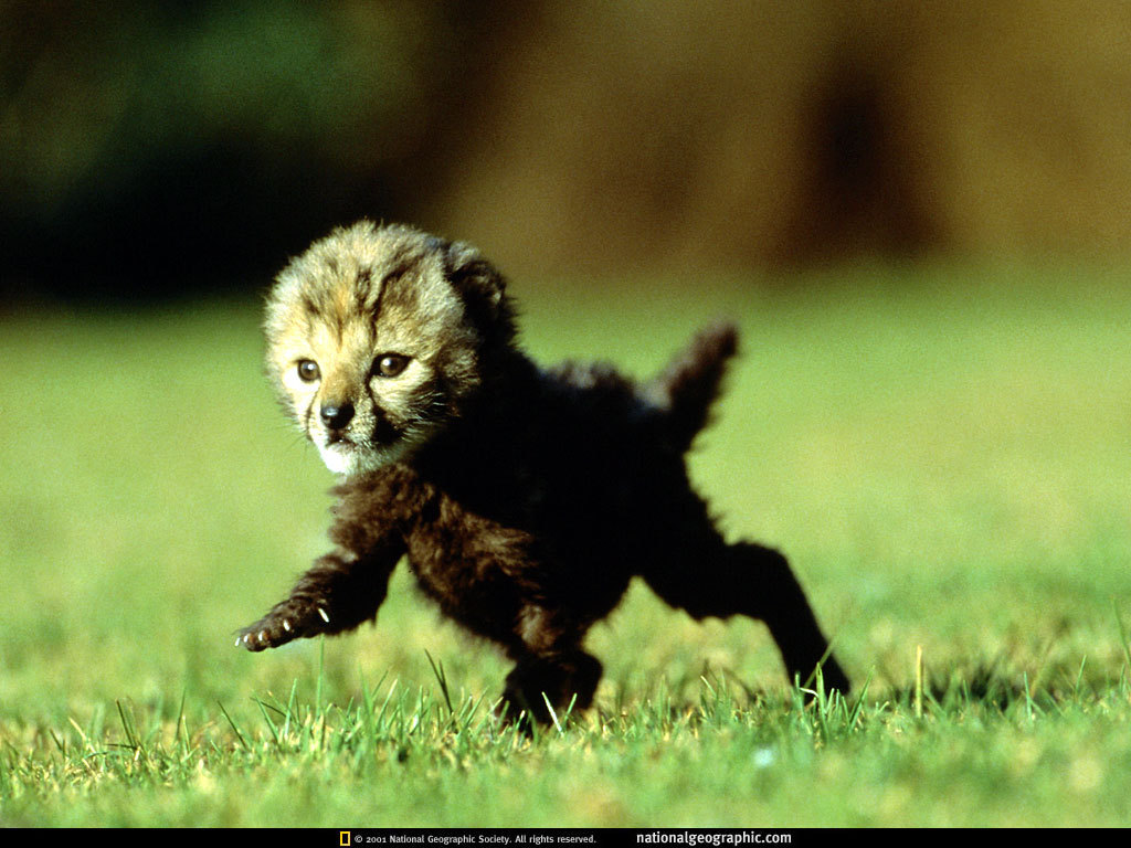 Baby Cheetah National Geographic Wallpaper