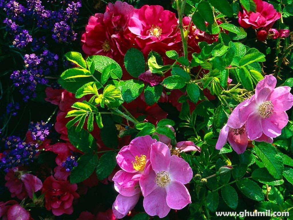Beautiful Colorful Flowers Wallpaper