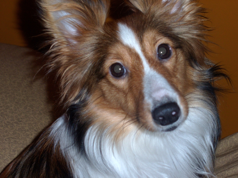 Funny Miniature Sheltie Animals Dogs HD Desktop Wallpaper