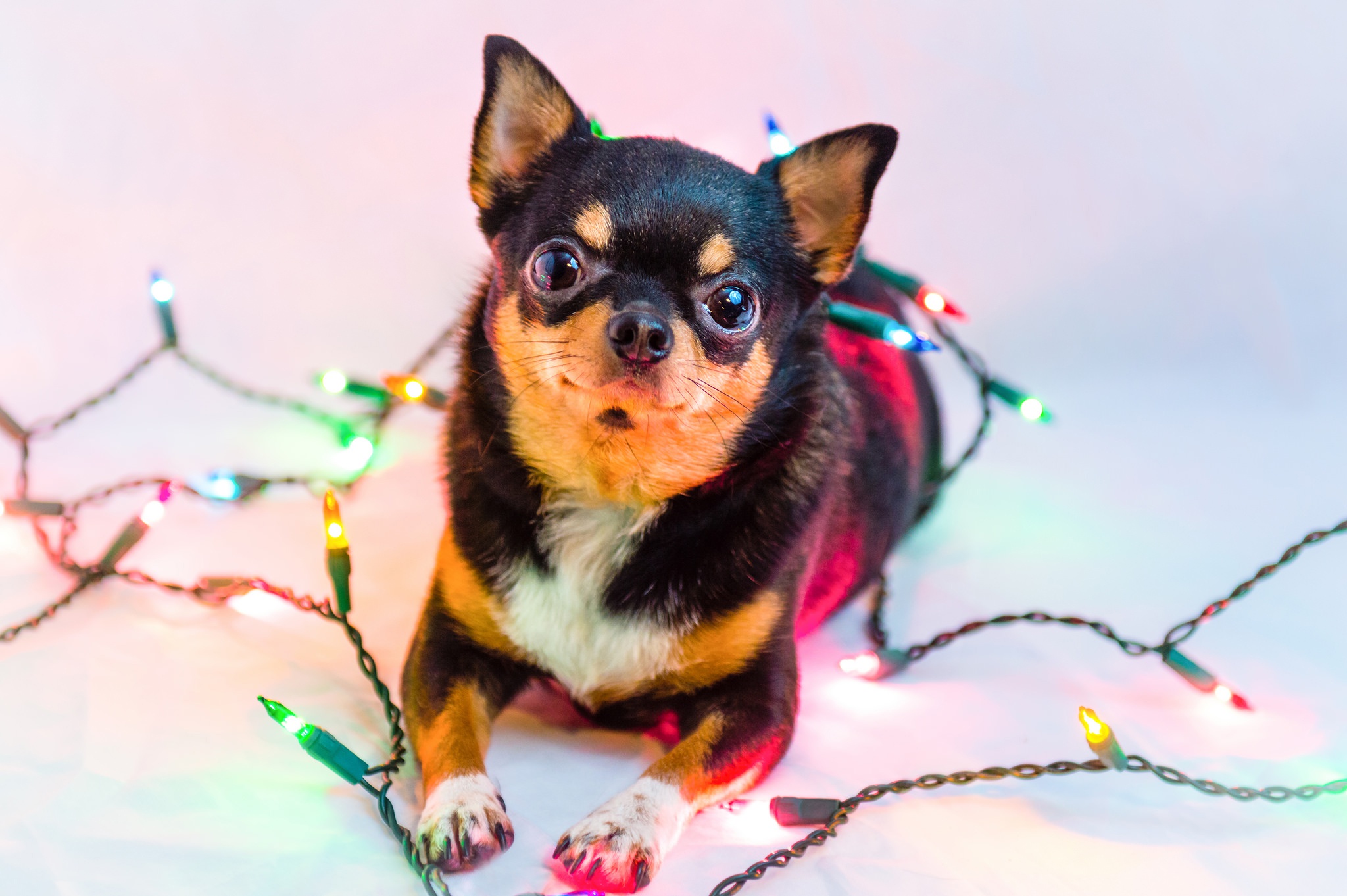 Christmas Lights Dog Animal Chihuahua HD Wallpaper