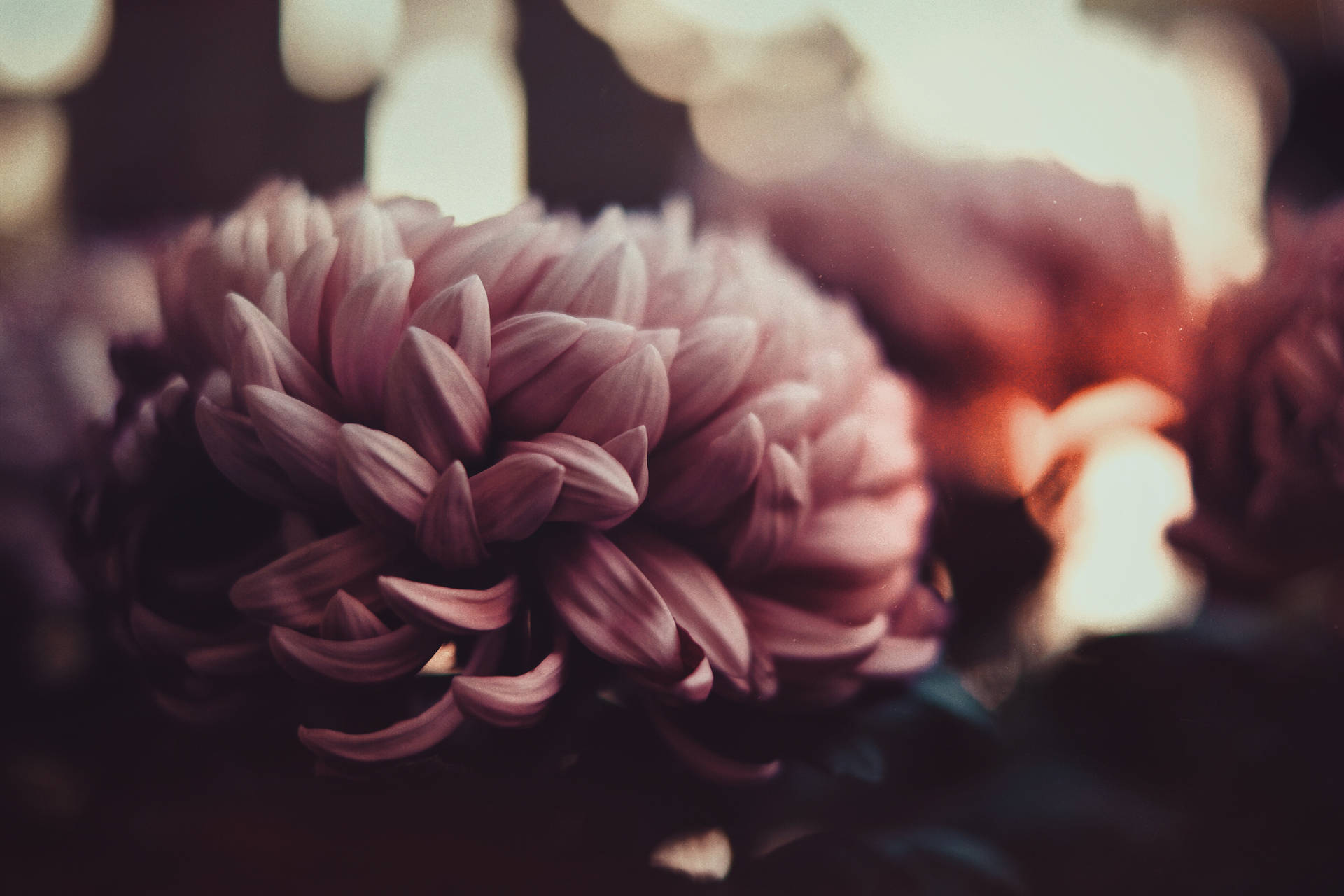 Dark Floral Wallpaper