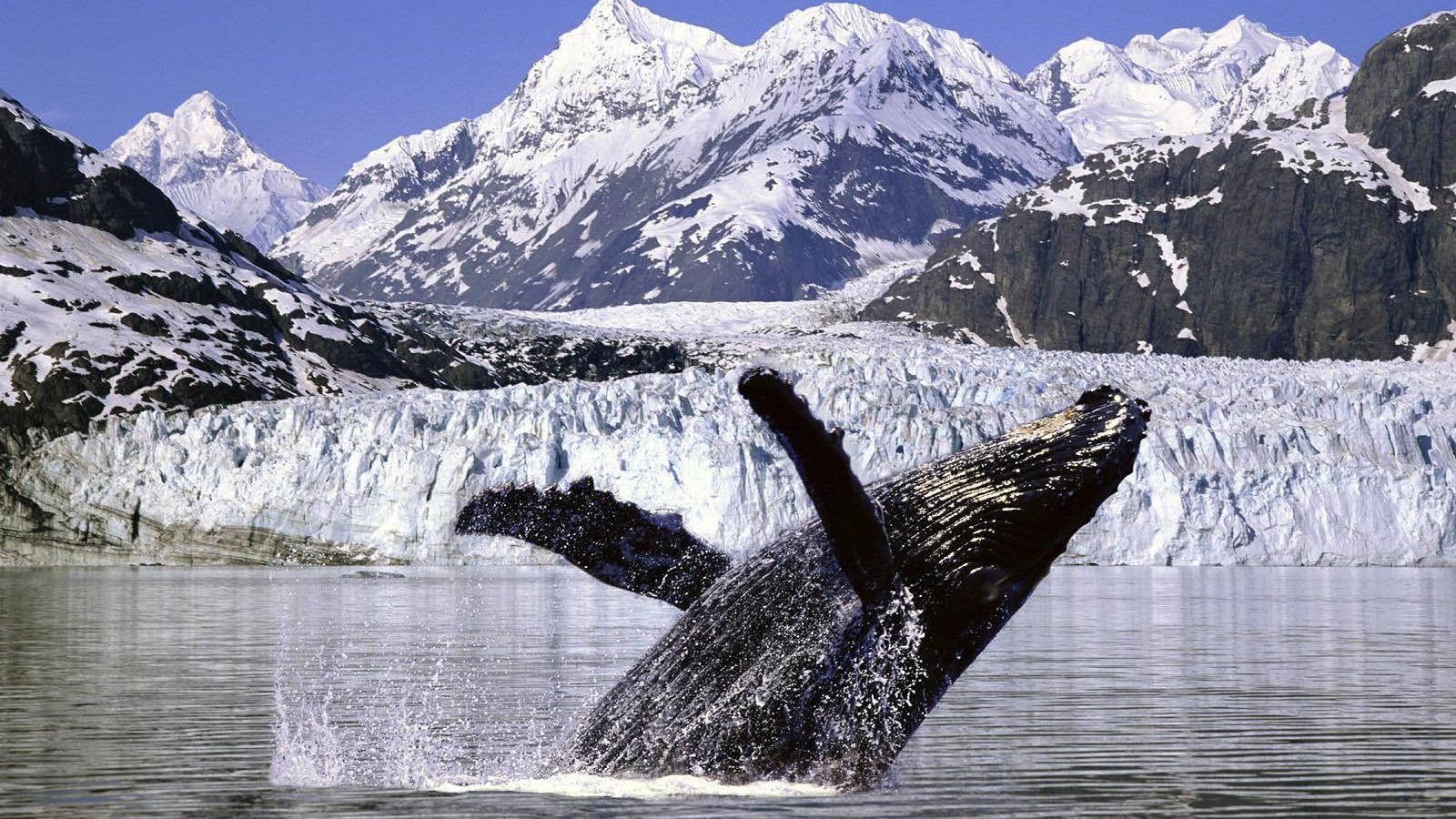 Wallpaper Humpback Whale Alaska X Widescreen Desktop