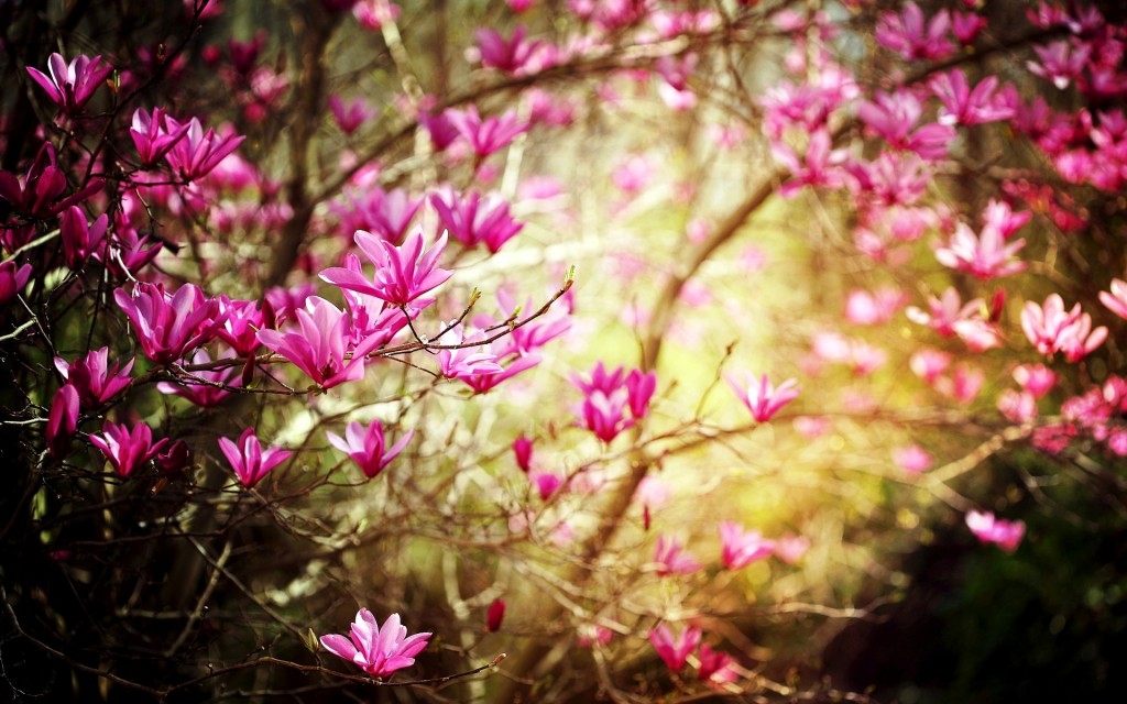 Desktop Background Spring Sf Wallpaper