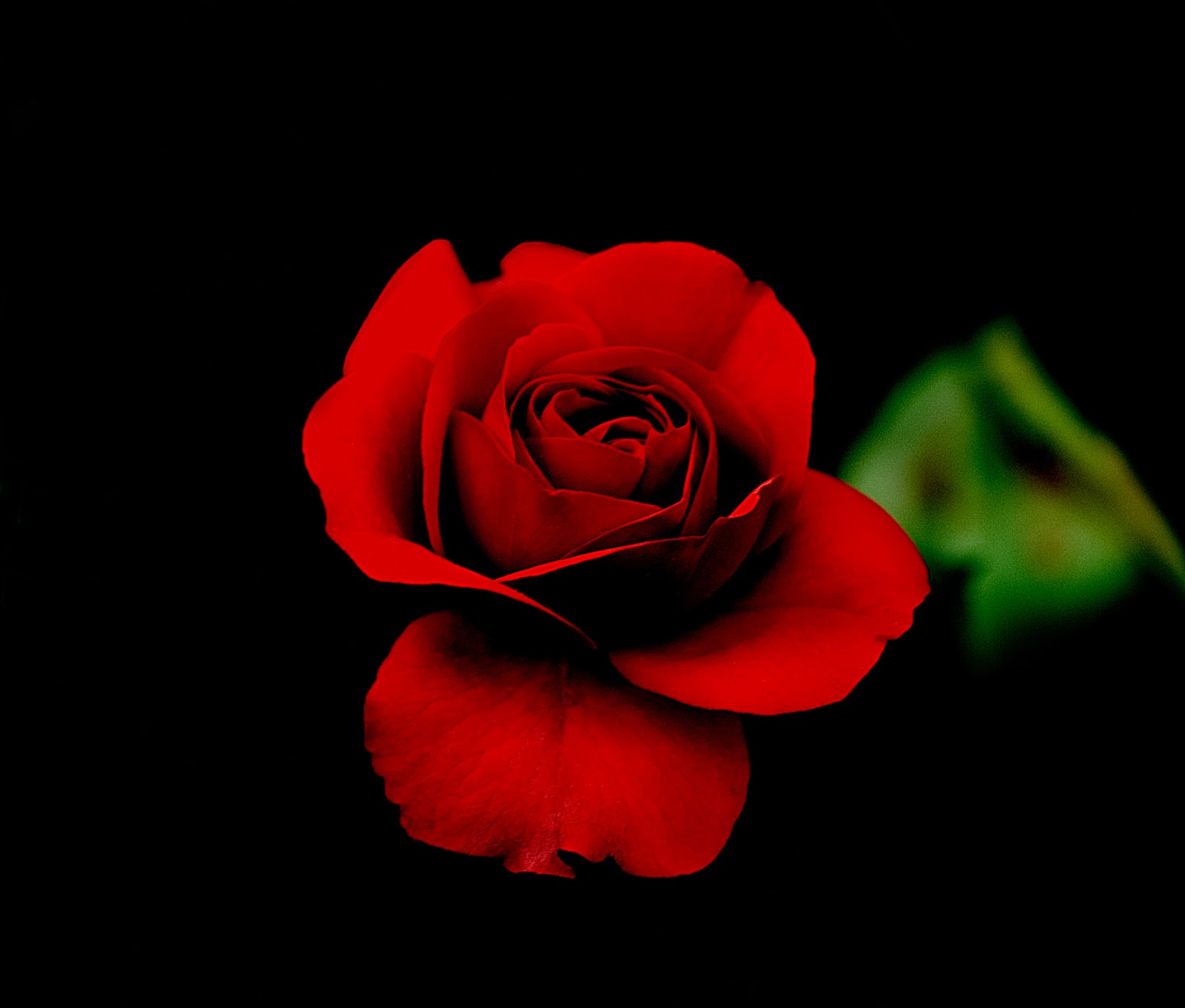 Free Download Red Rose With Black Background 1600x1361 For Your Desktop Mobile Tablet Explore 69 Red Roses On Black Background Black Roses Wallpaper Black And White Rose Wallpaper Red