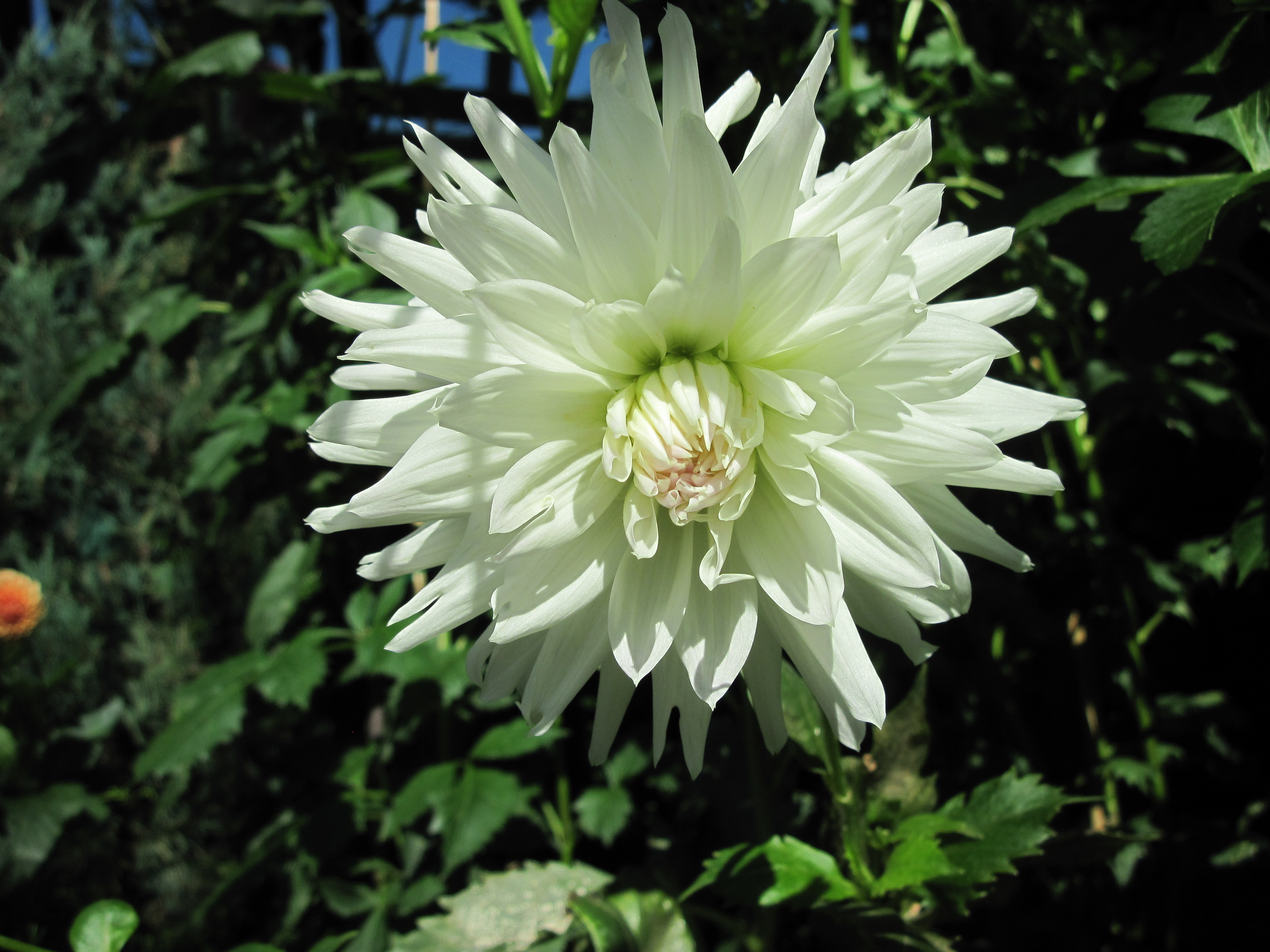 Fine Day At The Garden With Dahlia Wallpaper