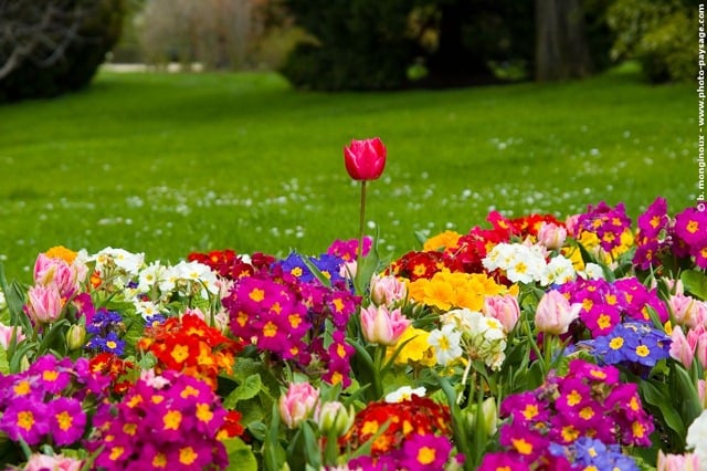 Some of the flowers included in this spring flower wallpaper