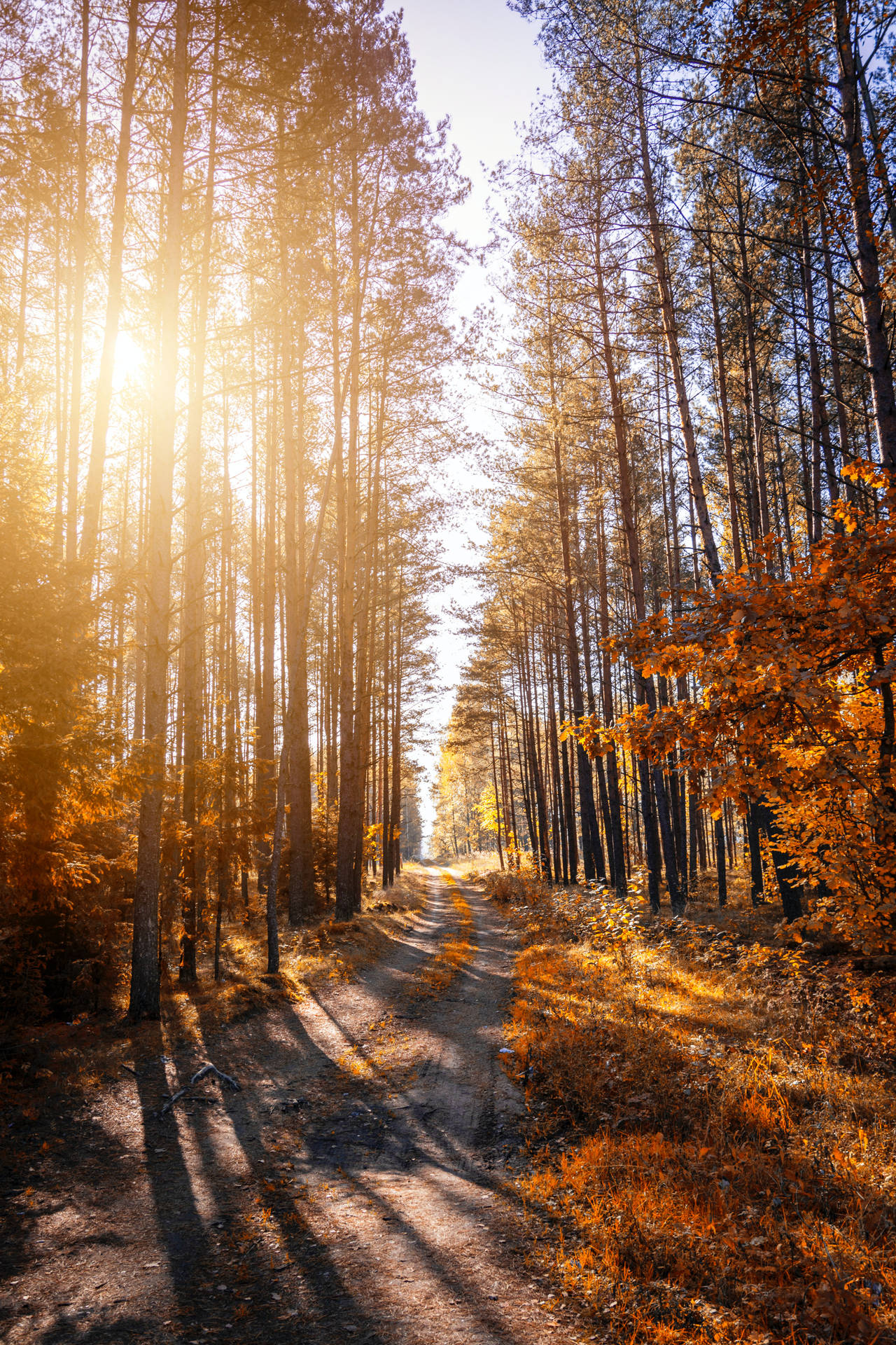 Sunlit path through an autumn forest, captured in 4K quality, suitable for iPhone wallpapers
