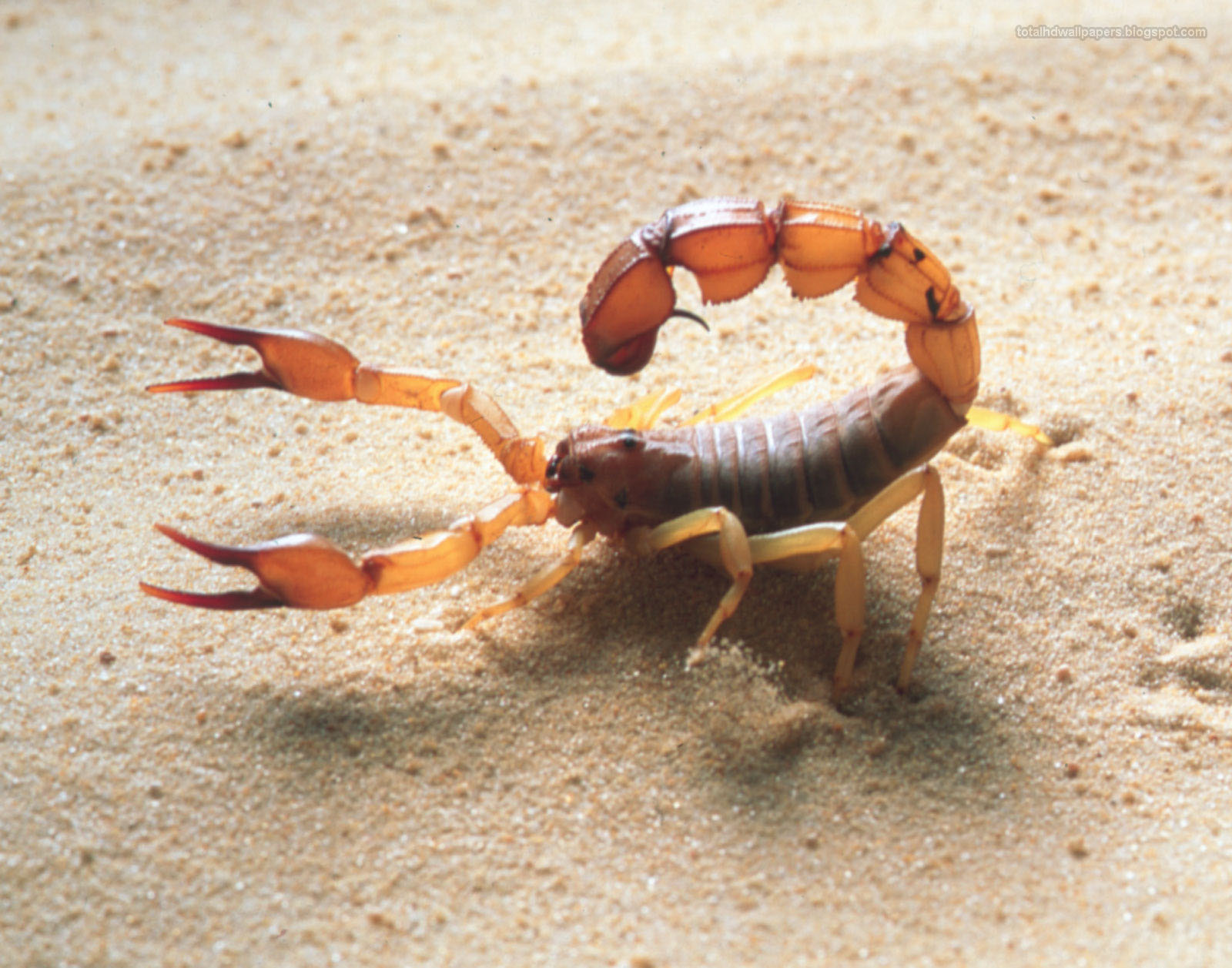 HD Wallpaper Scorpion