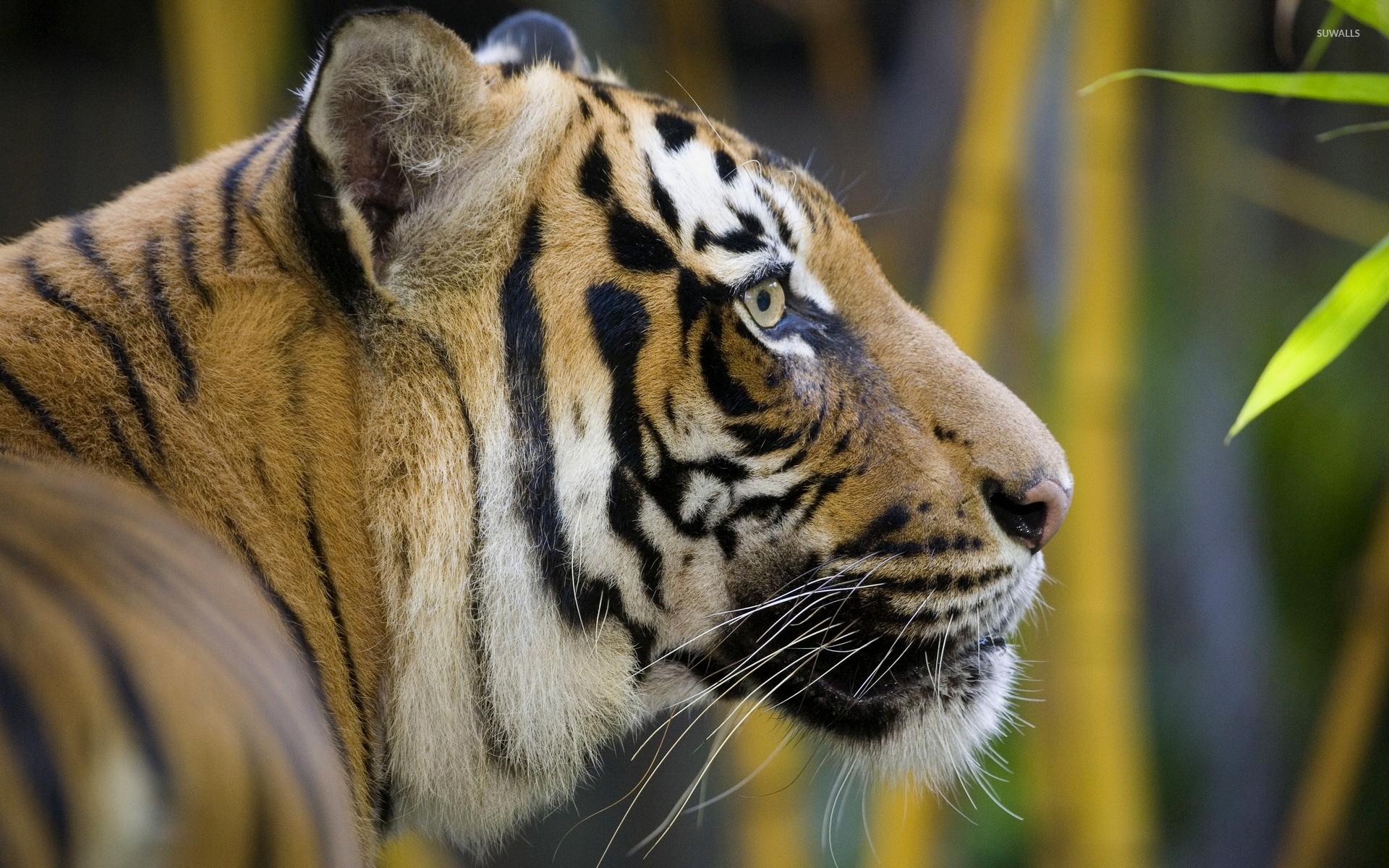 Essay on tigers