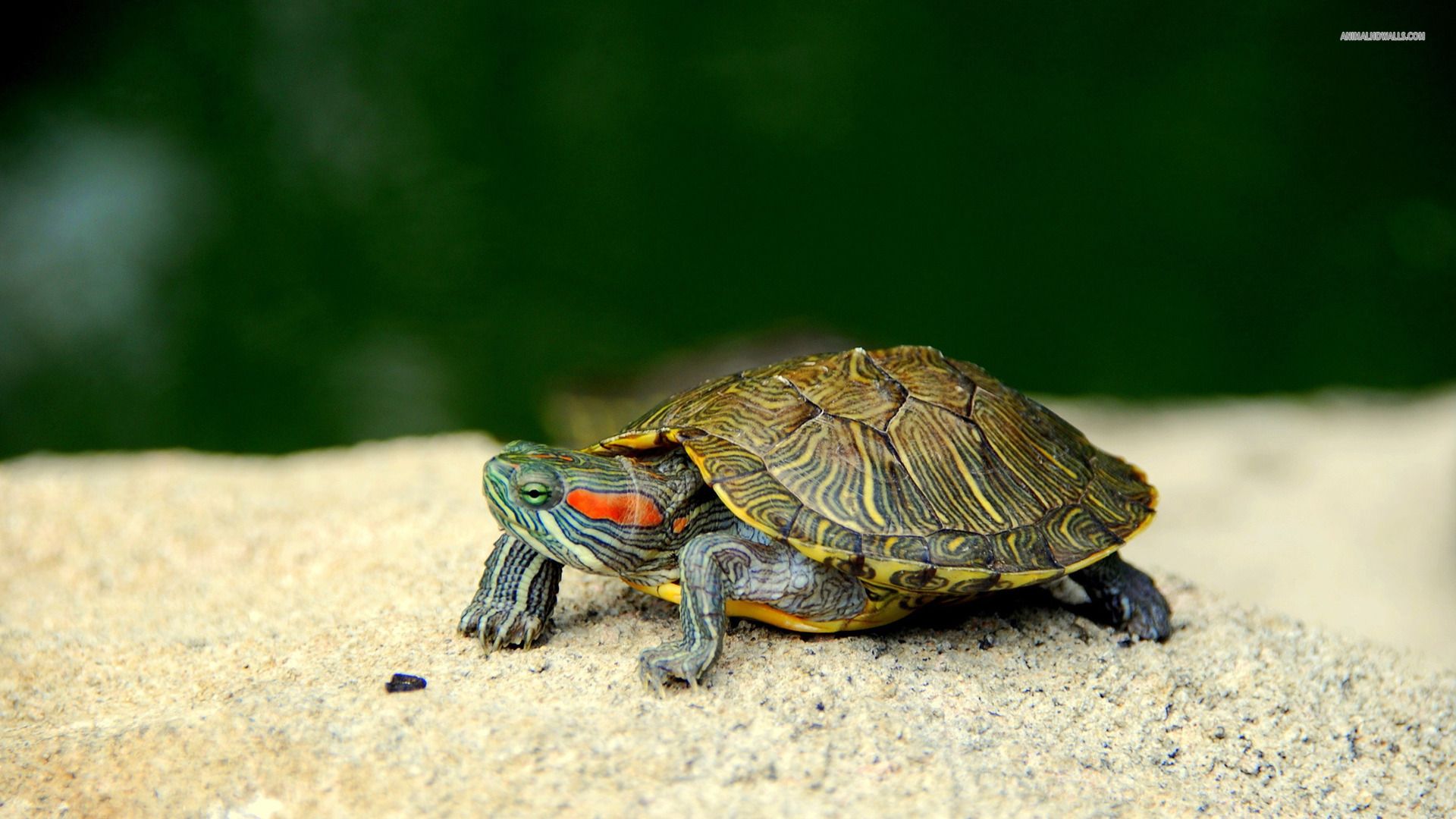Turtle Wallpaper Cute Pictures