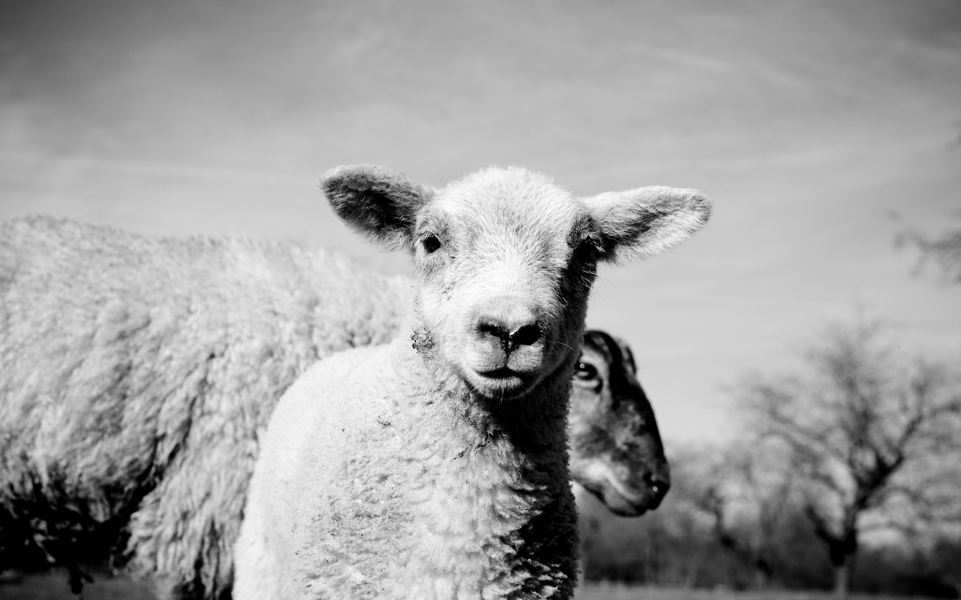 Lamb Bw Wallpaper HD