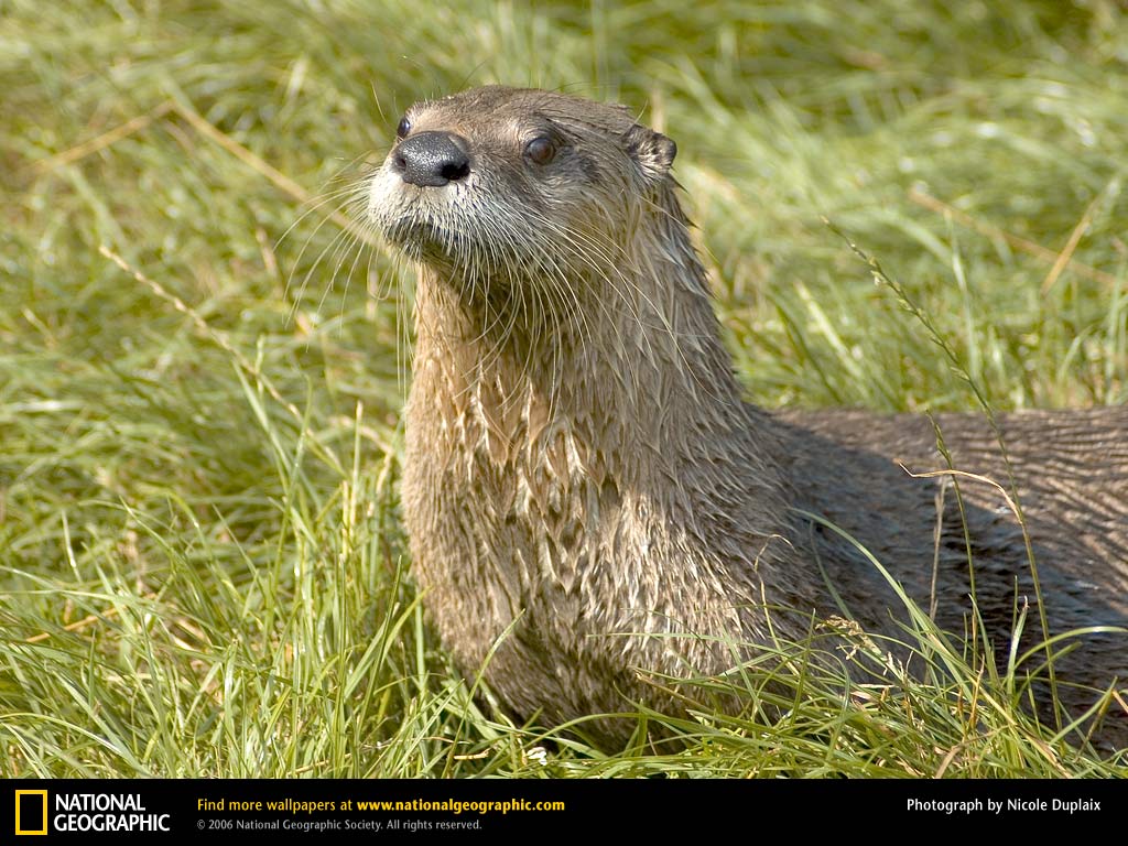 Otter Picture American River Desktop Wallpaper