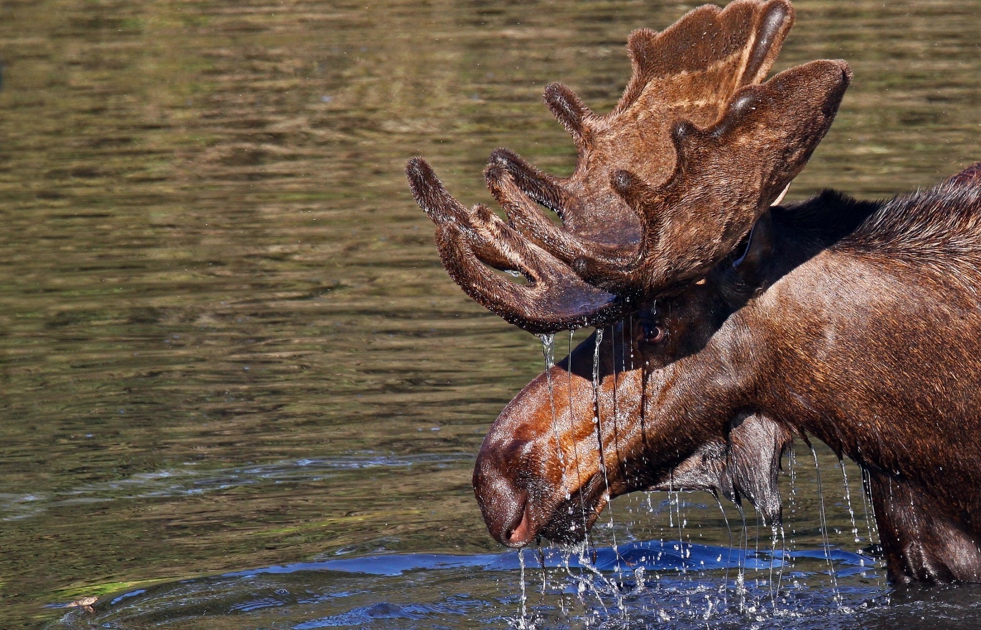 Moose Full HD Wallpaper And Image