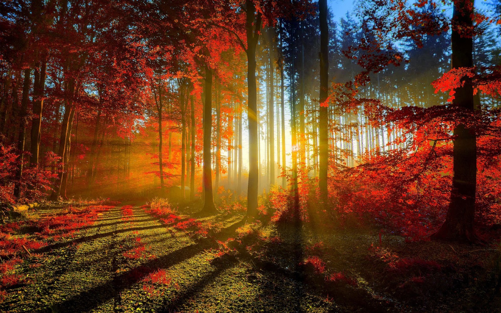 Forest Flower Wallpaper Beautiful Sunset Black And