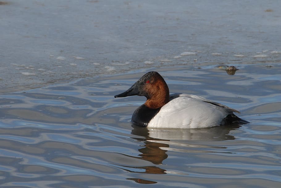 HD Wallpaper Sback Duck Drake Swimming Water Portrait