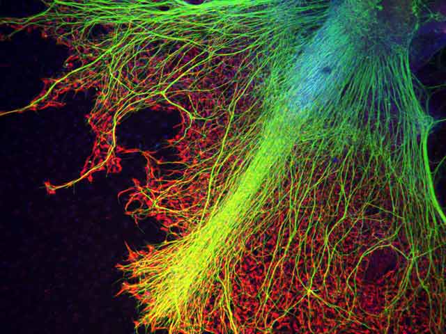 Human Cell Wallpaper A human stem cell embryo