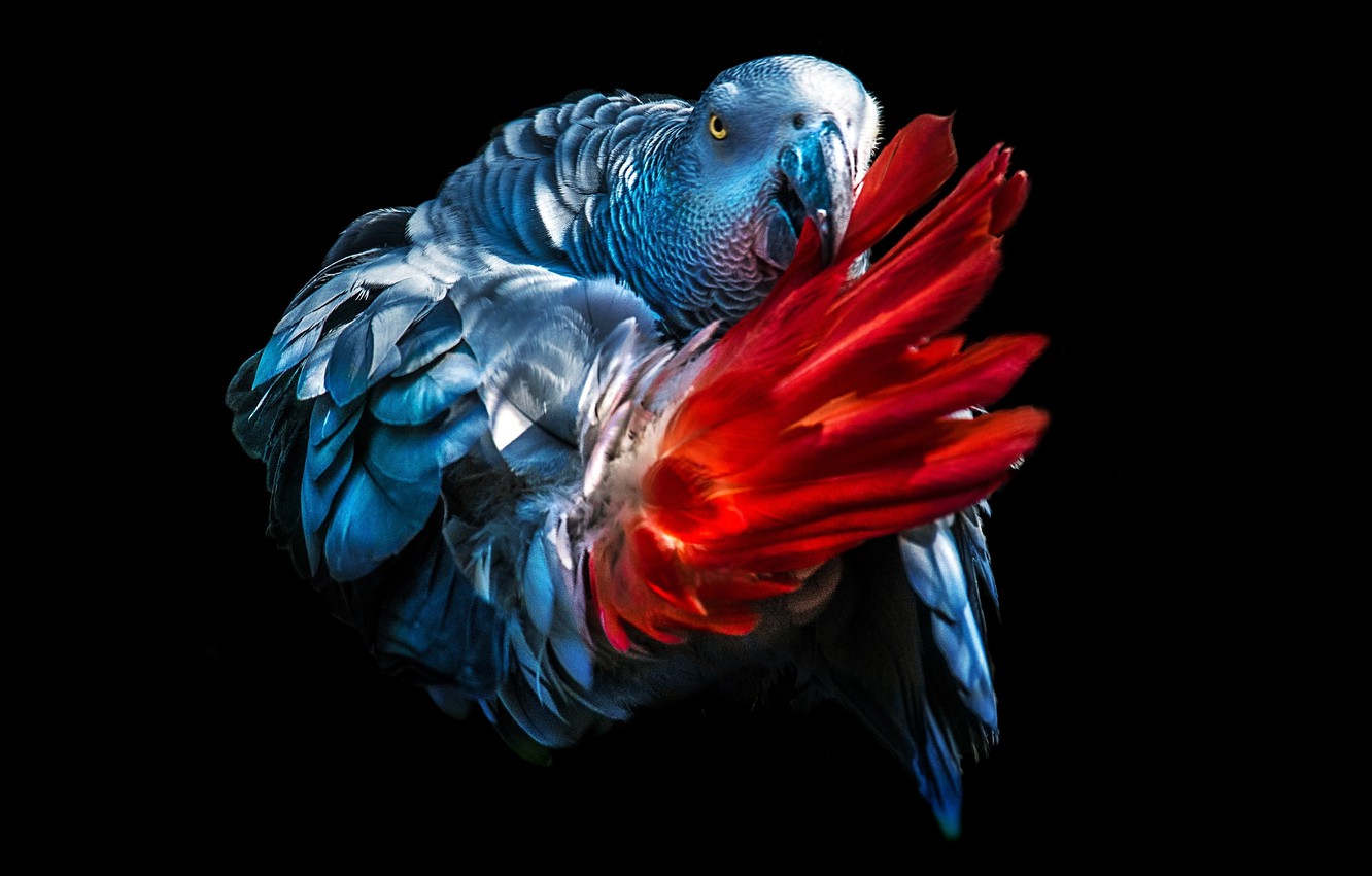 Wallpaper Feathers Tail Black Background Jaco Grey Parrot