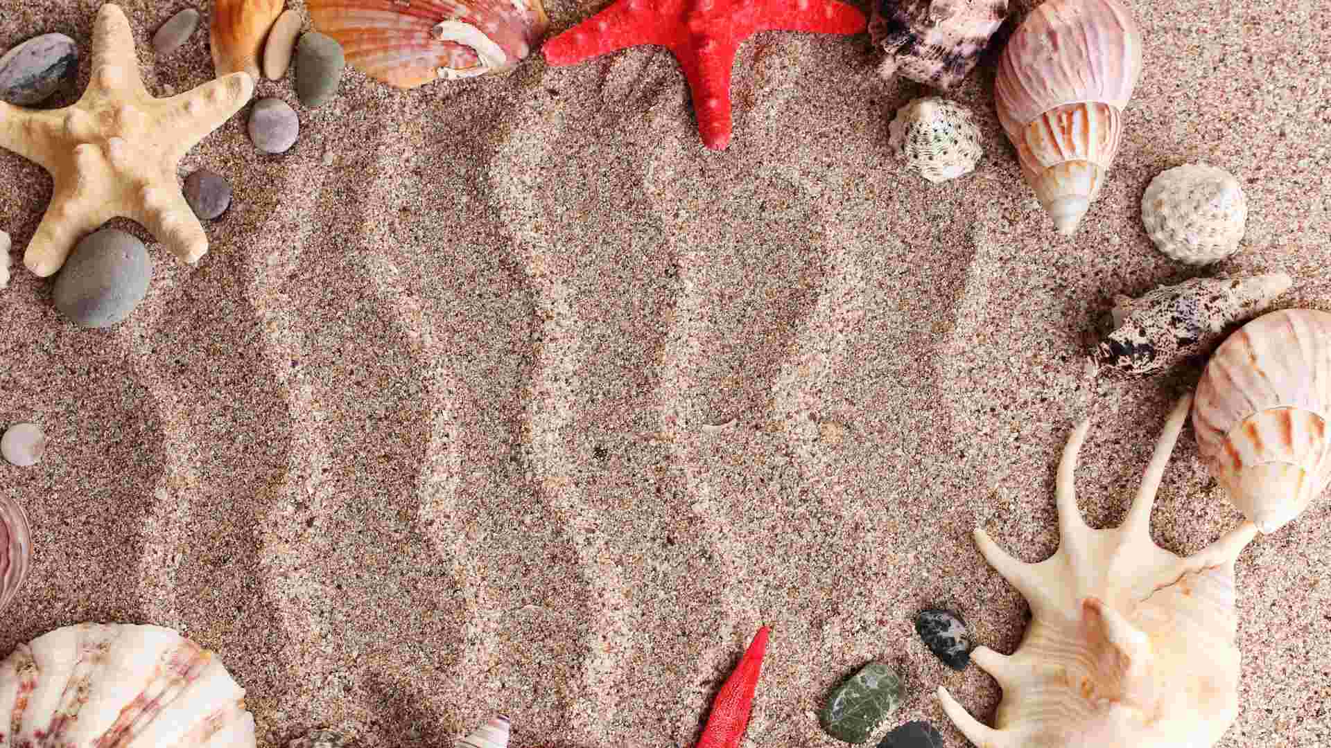Seashells On The Sand Wallpaper Ocean Nature
