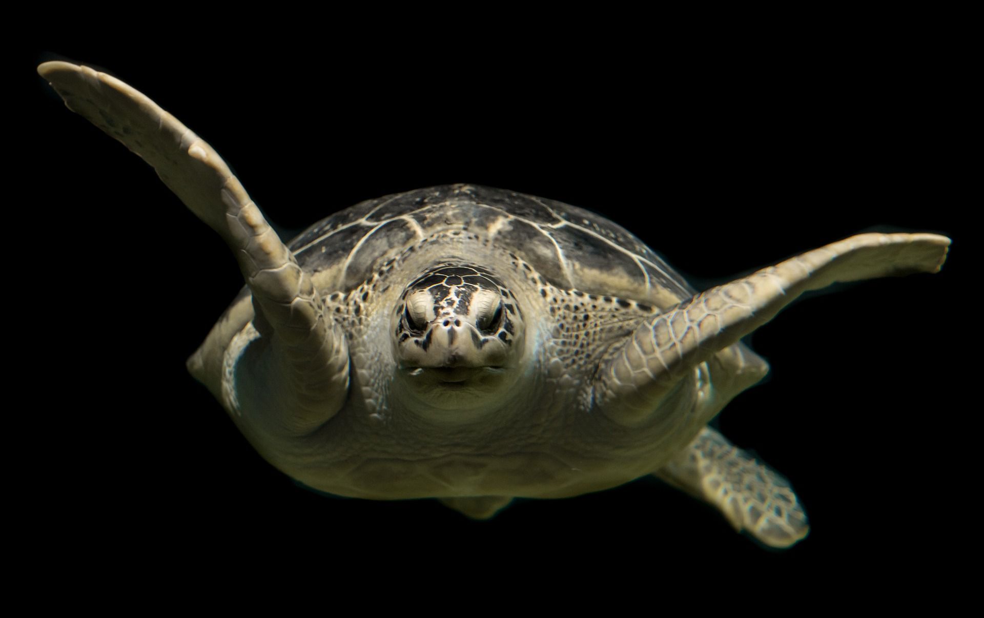 Do Sulcata Tortoises Hibernate In Green Sea Turtle