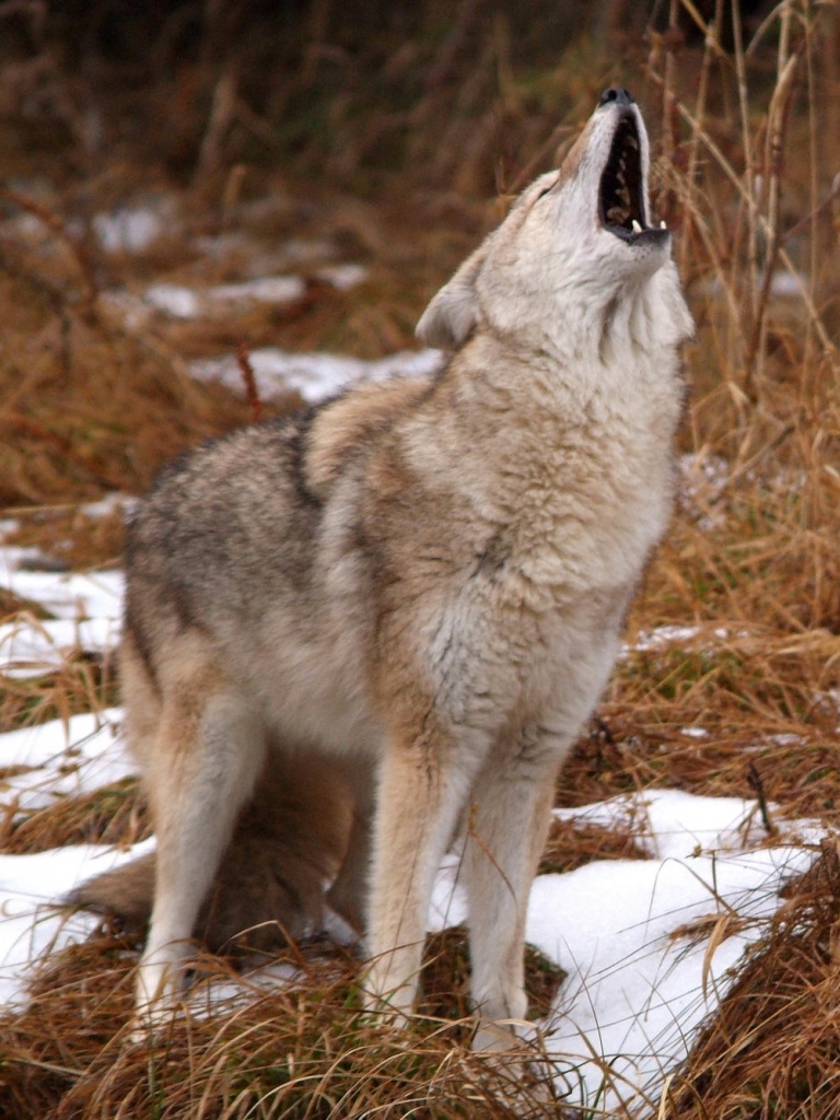 Howling Coyote Montana Wallpaper