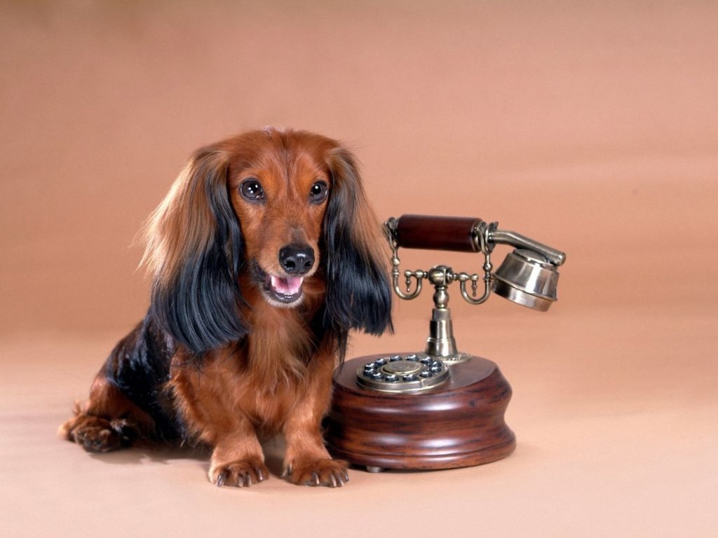 Dachshund Wallpaper