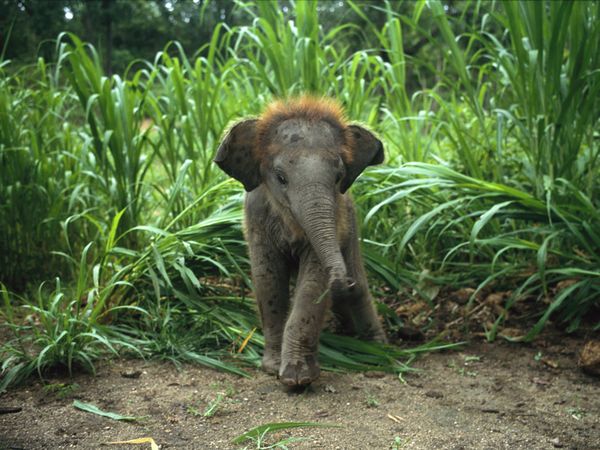 Baby African Elephants Photos Wallpaper Desktop