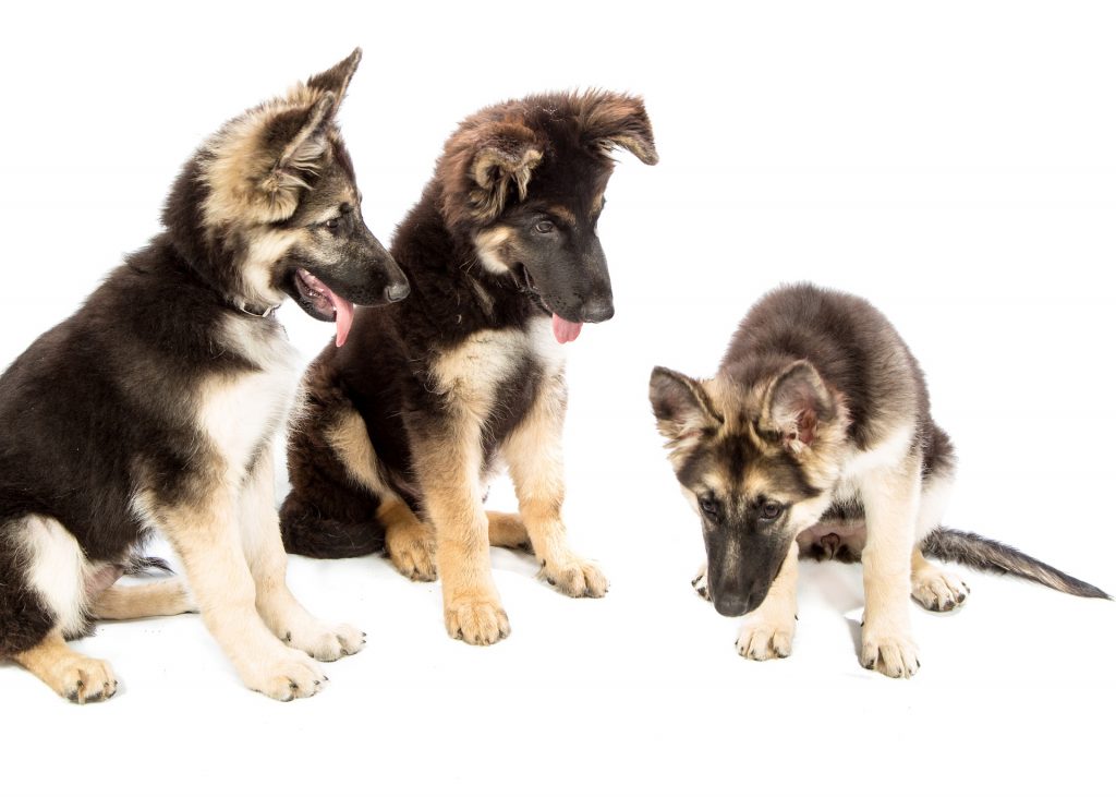 Overexposed Gsd Puppies White Background Harmonious Hounds
