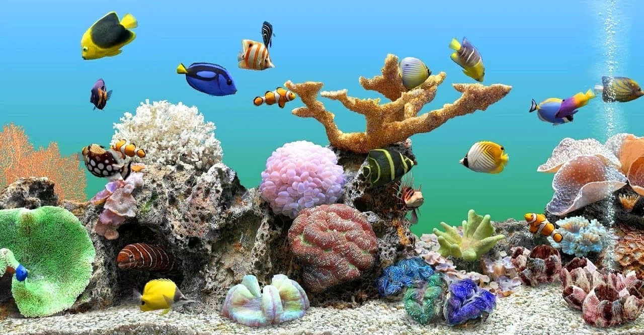 Aquarium Fish Tank Wallpaper