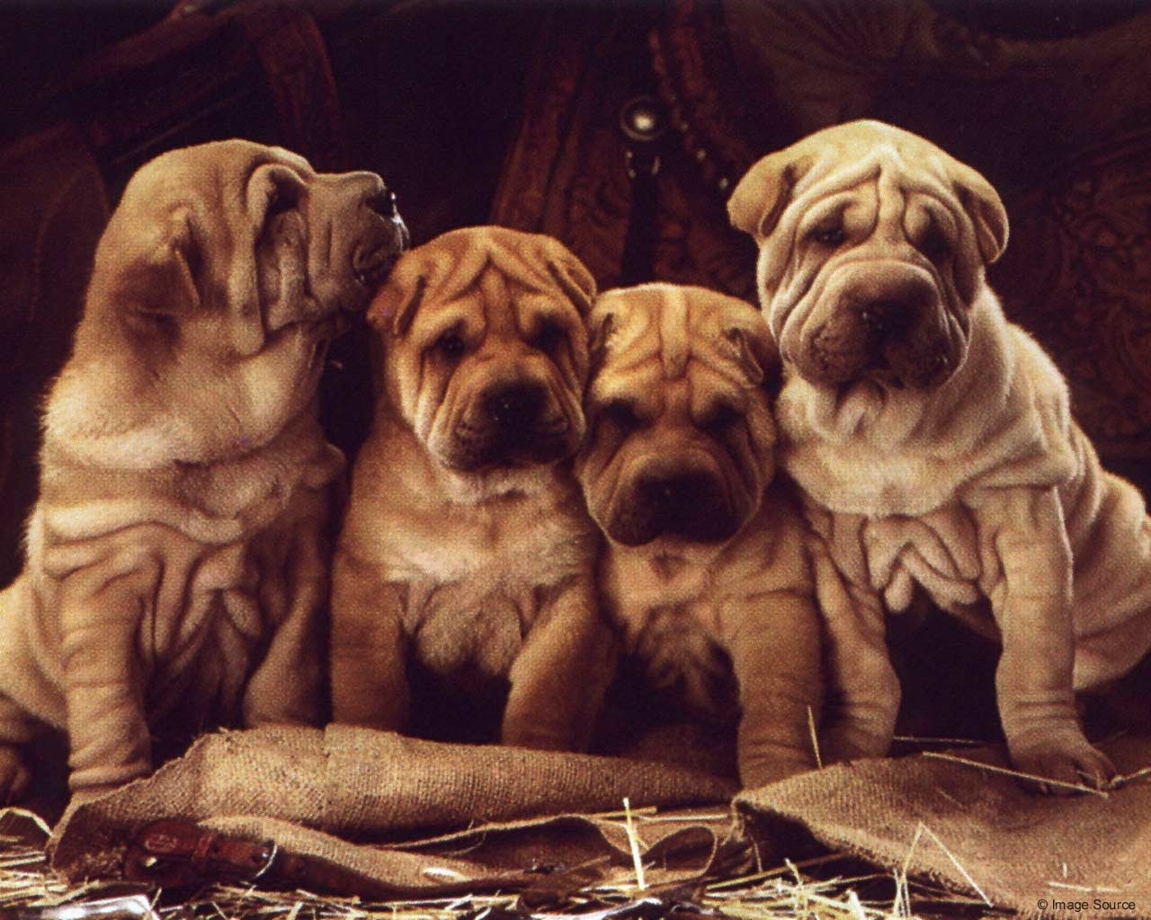 Shar Pei HD Wallpaper Background Image