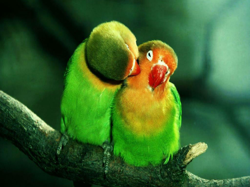 download birds love wallpaper which is under the love wallpapers