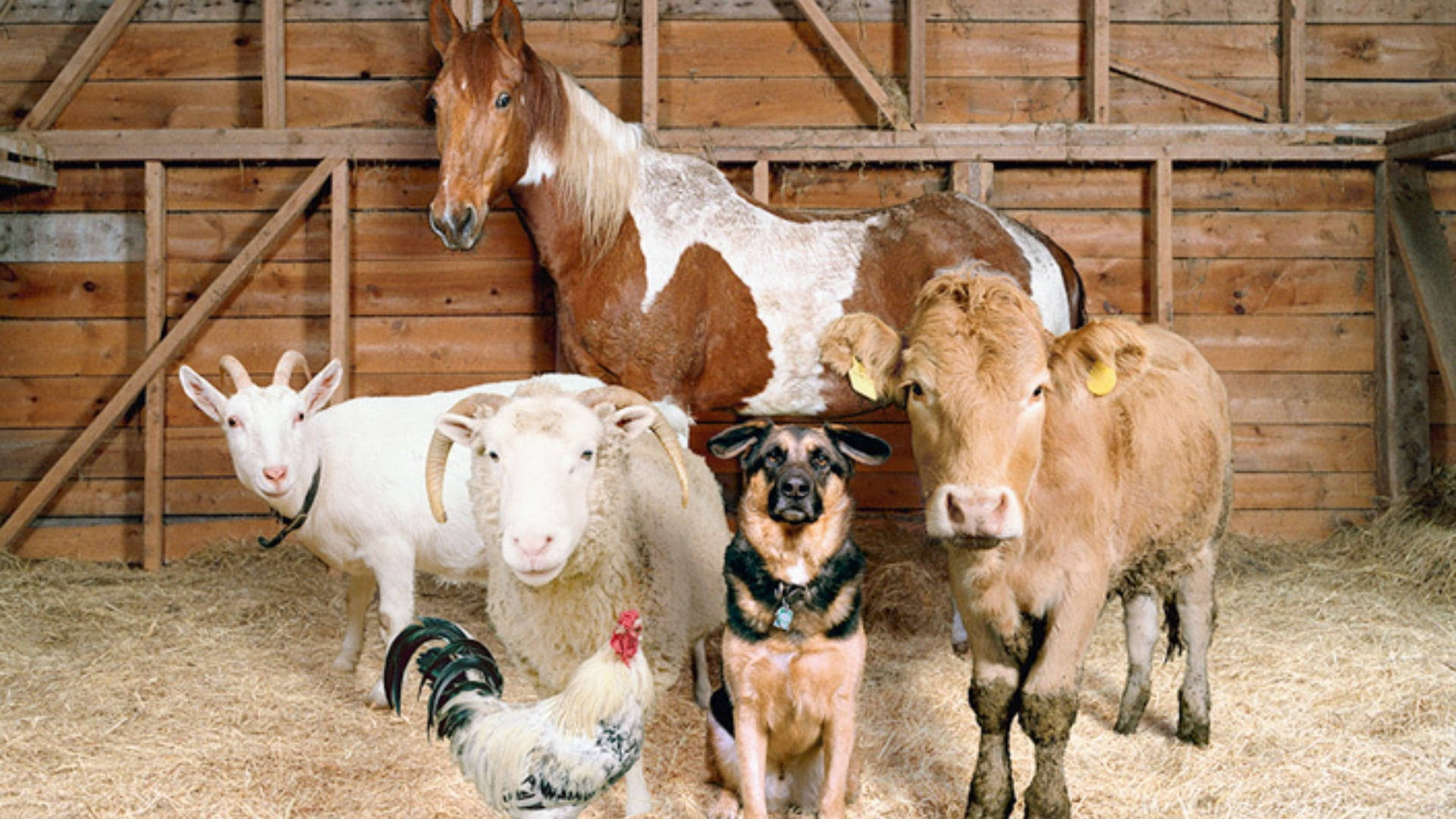 Top Farm Animals Wallpaper Full HD 4k To Use