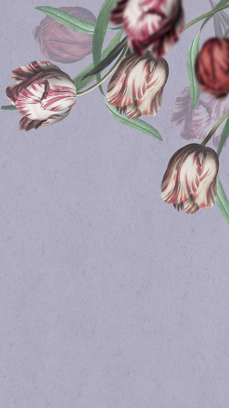 Tulips iPhone Wallpaper Image
