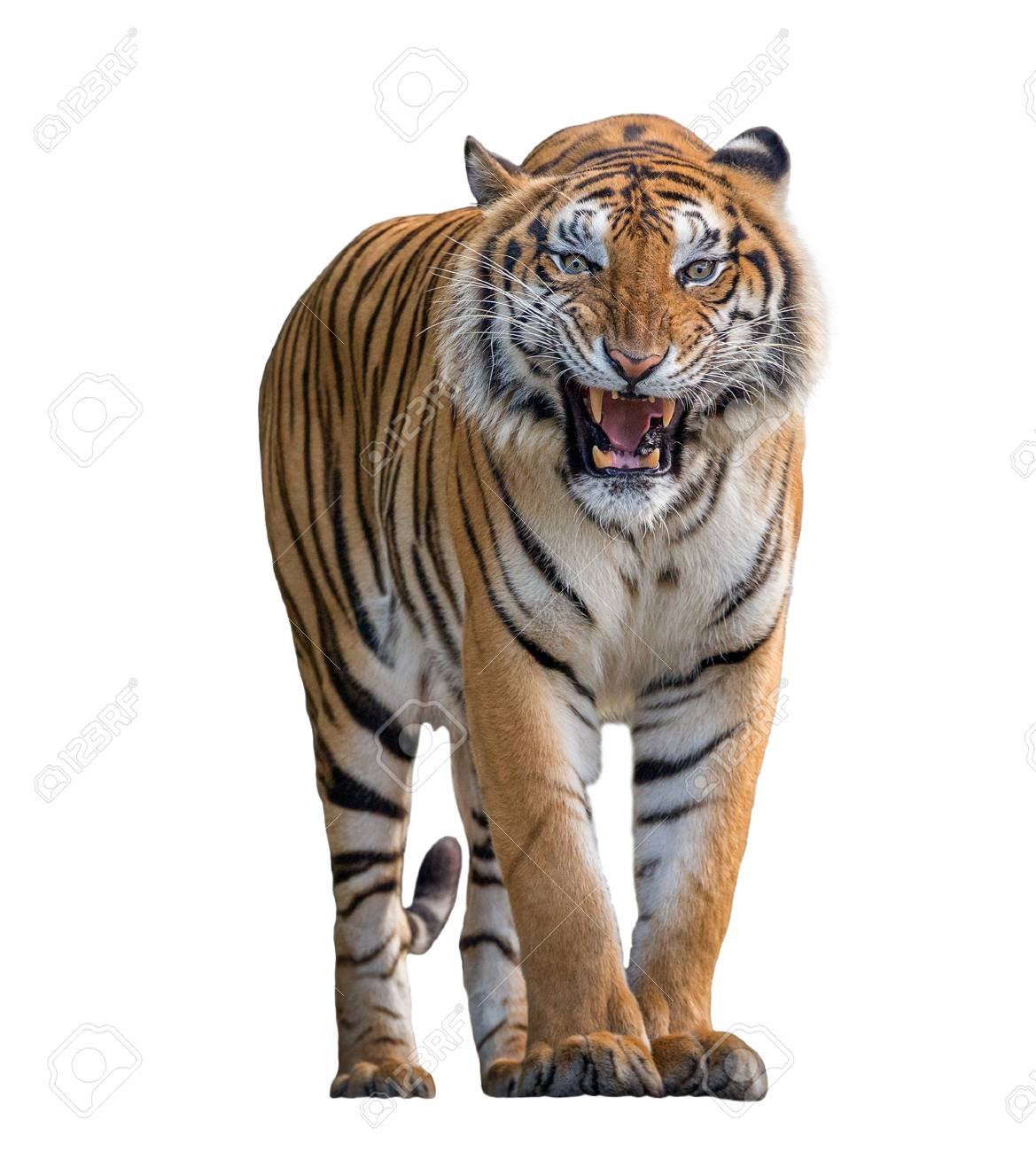 Free download The Tiger Is Roaring On A White Background Stock Photo ...