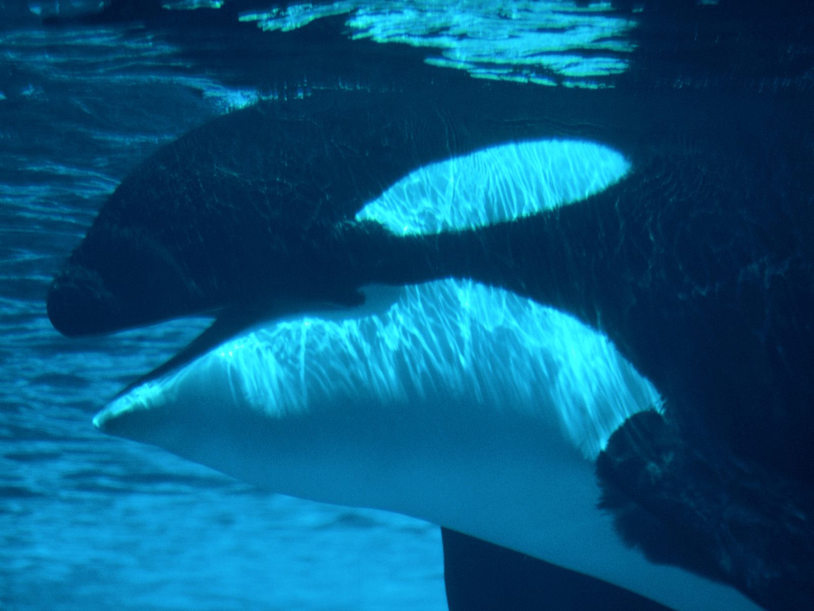 Submerged Killer Whale Ocean Life Photography Desktop Wallpaper