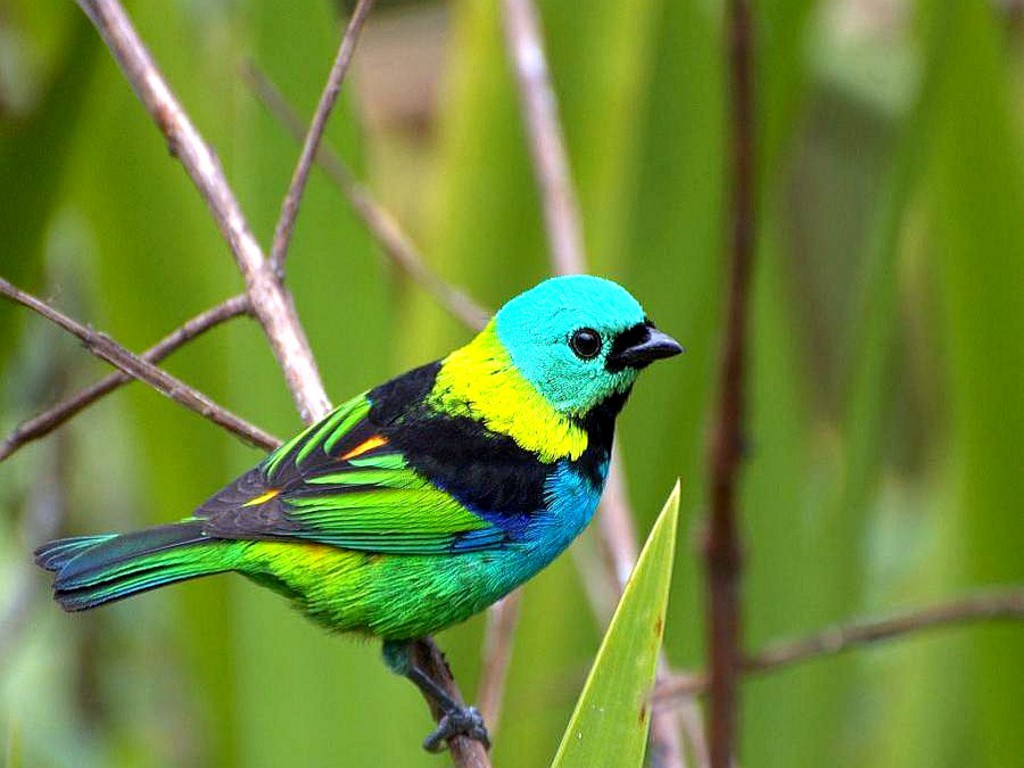 wallpaper of colourful birds that form a part of the