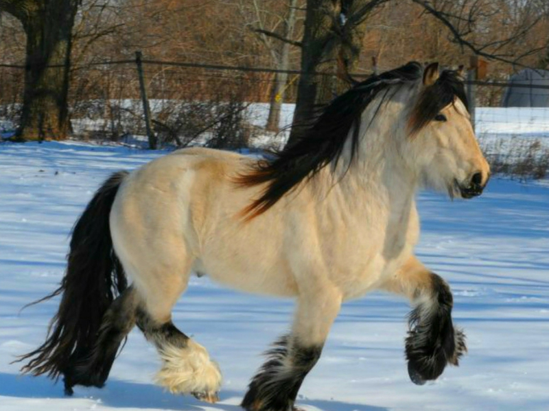 Horses Gypsy Vanner Animals HD Desktop Wallpaper