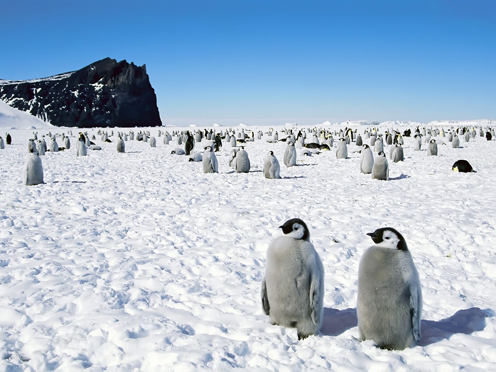 Penguins Desktop Wallpaper HD