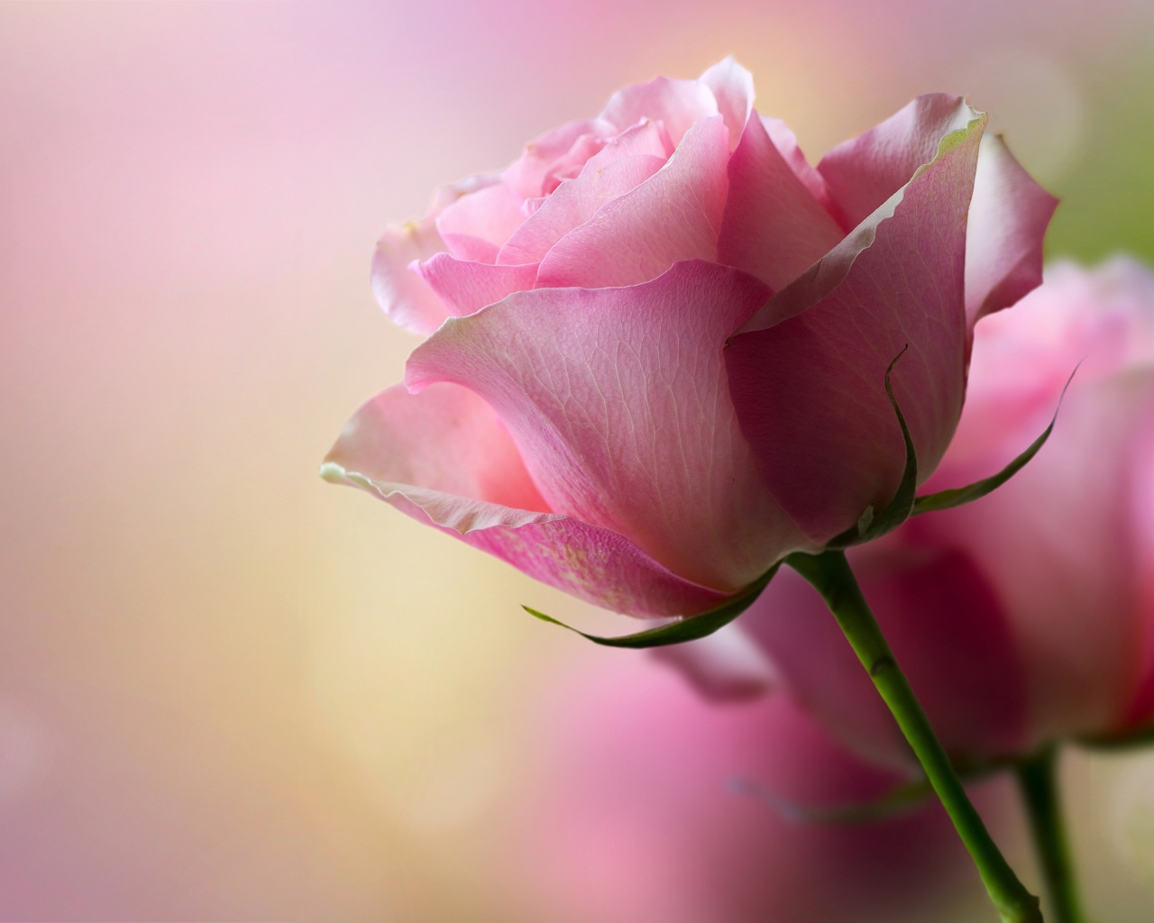 壁纸 粉红玫瑰，鲜花 3840x2160 UHD 4K 高清壁纸, 图片, 照片
