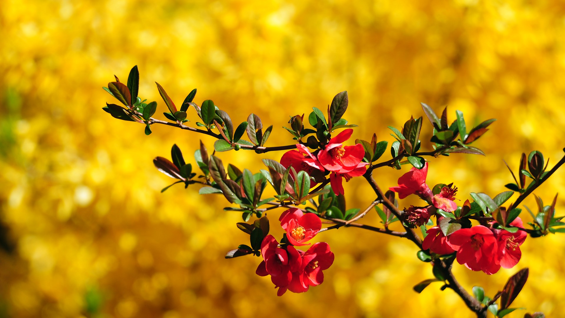 Close-up of a flowering quince branch with vibrant red blossoms against a blurred background of yellow Forsythia blooms