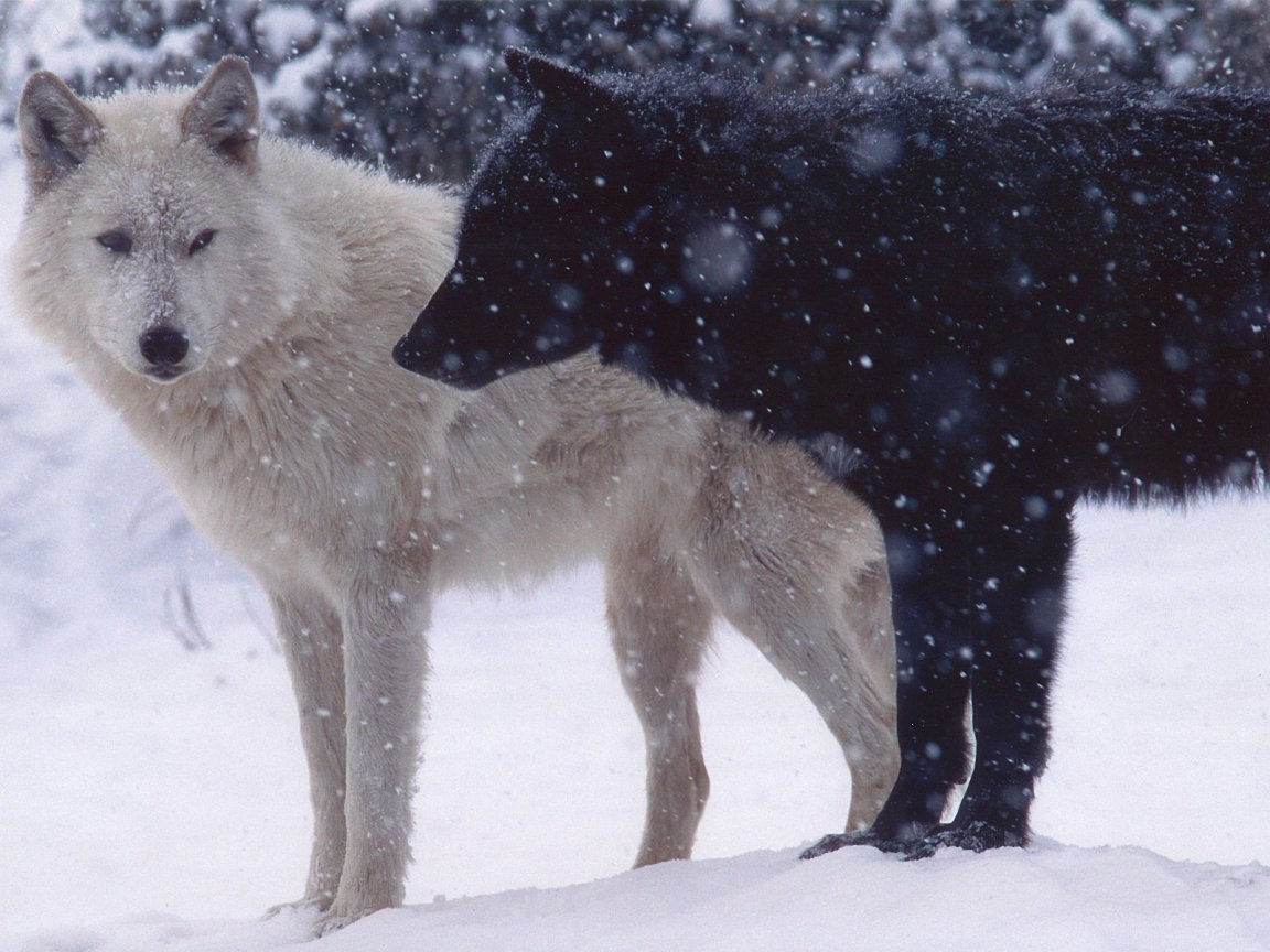 White Wolf Wallpaper HD In Animals Imageci