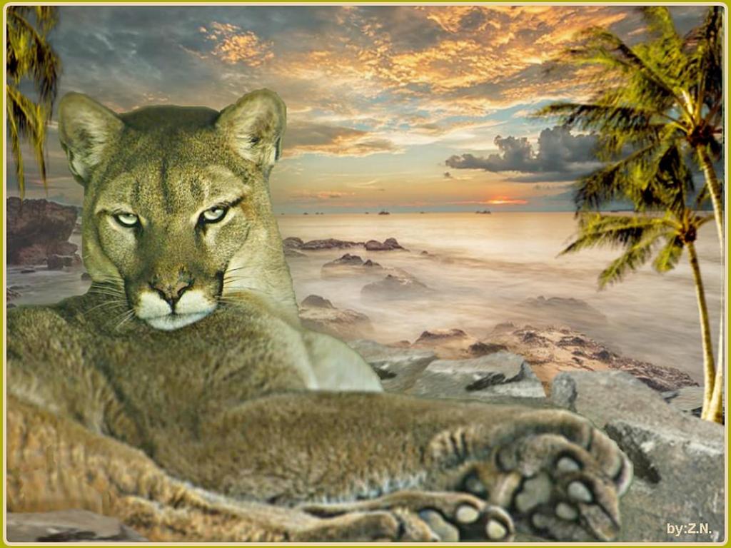 Big Cat High Quality And Resolution Wallpaper On