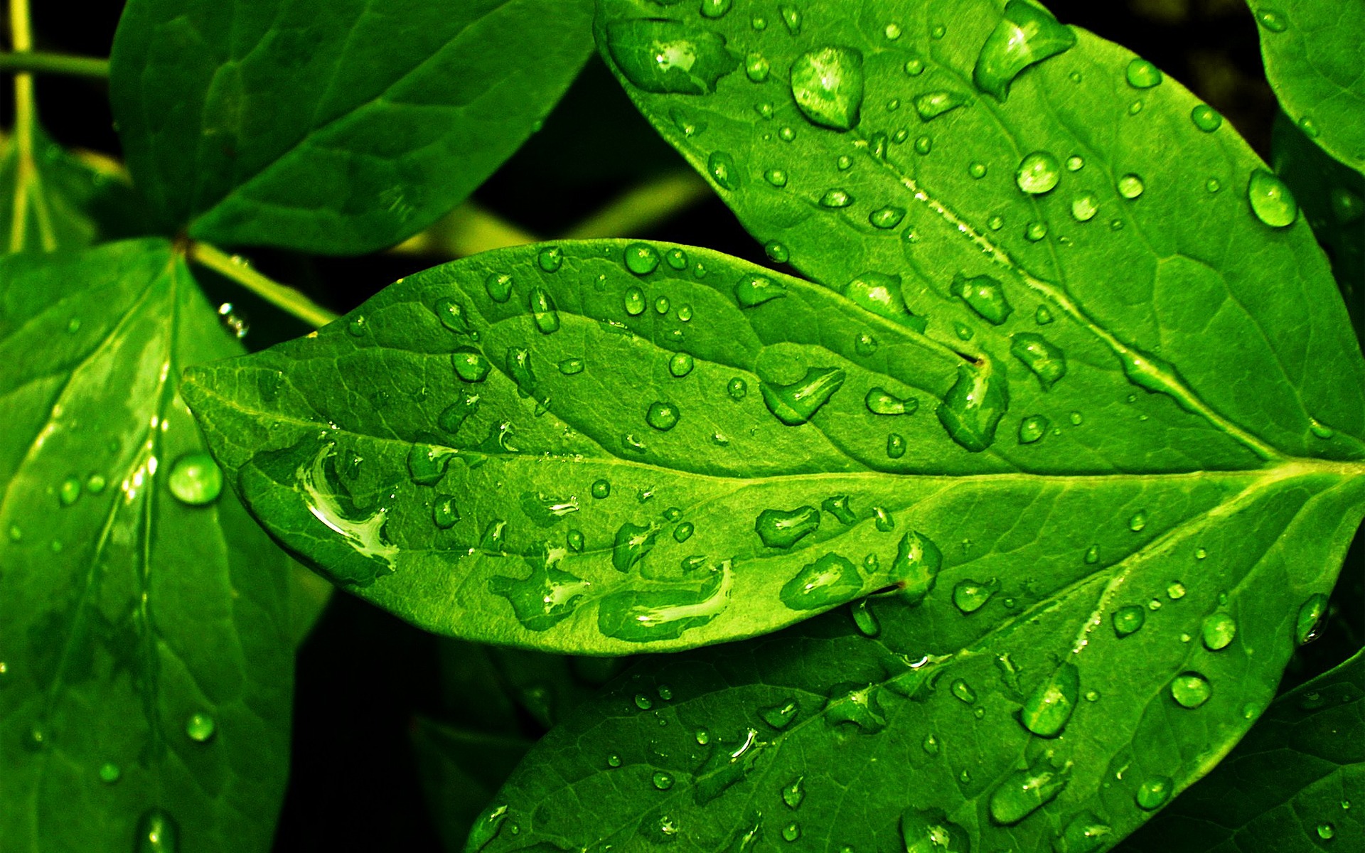 Fresh Green Leaves Wallpaper And Image