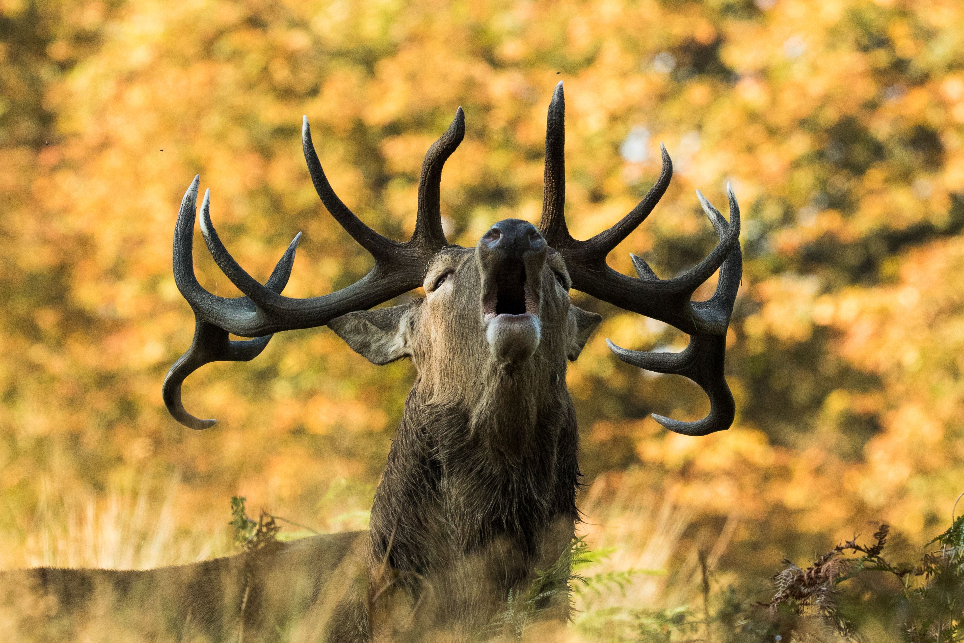 Deer Wallpaper 4k
