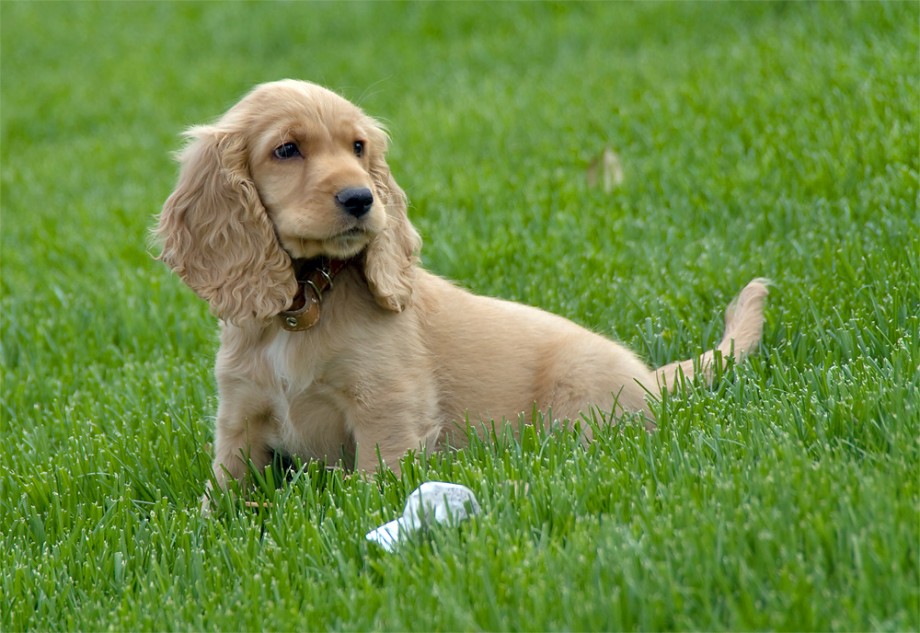 Cocker Spaniel Puppy Pictures Spaniels Enjoy Being Within The
