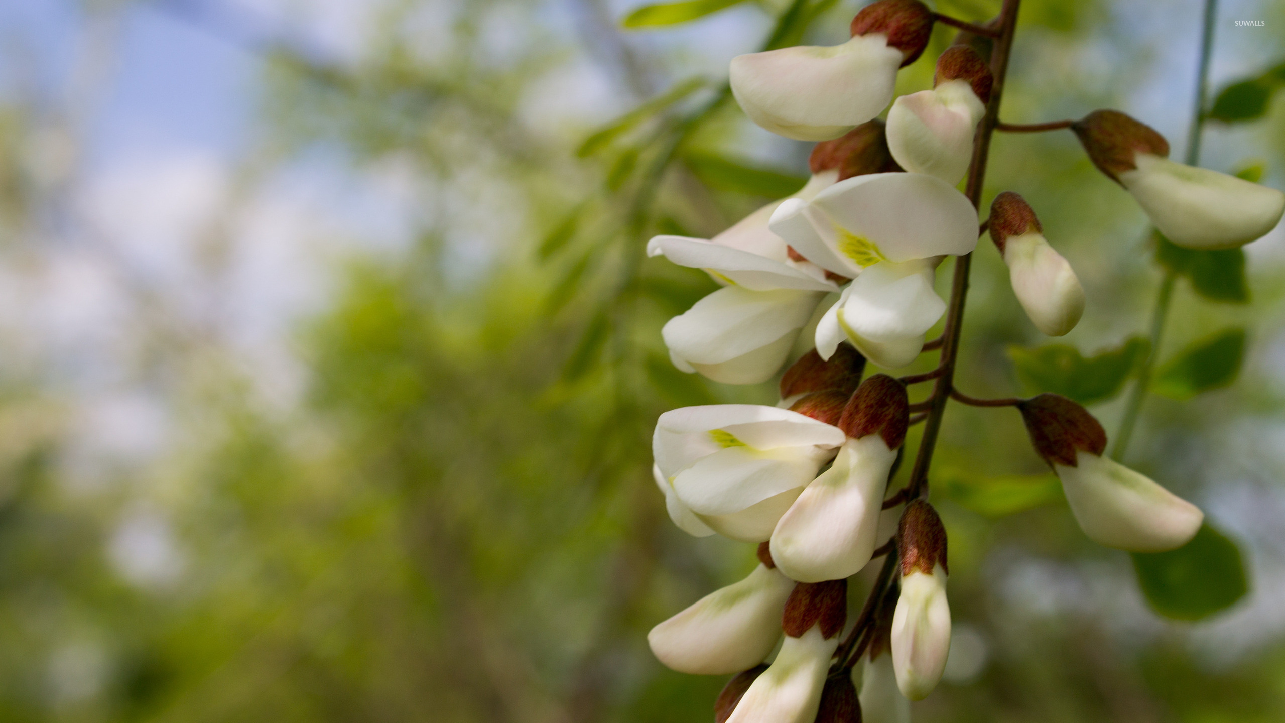 Black Locust Blossoms Wallpaper
