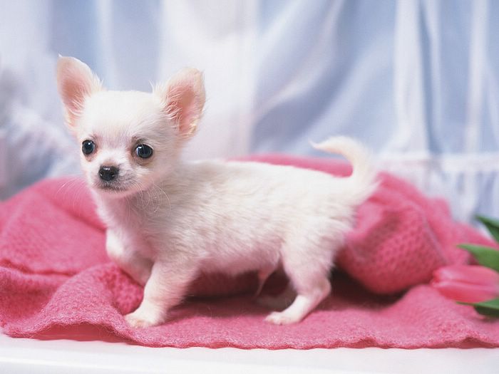 Puppies Cute Chihuahua Puppy Photos