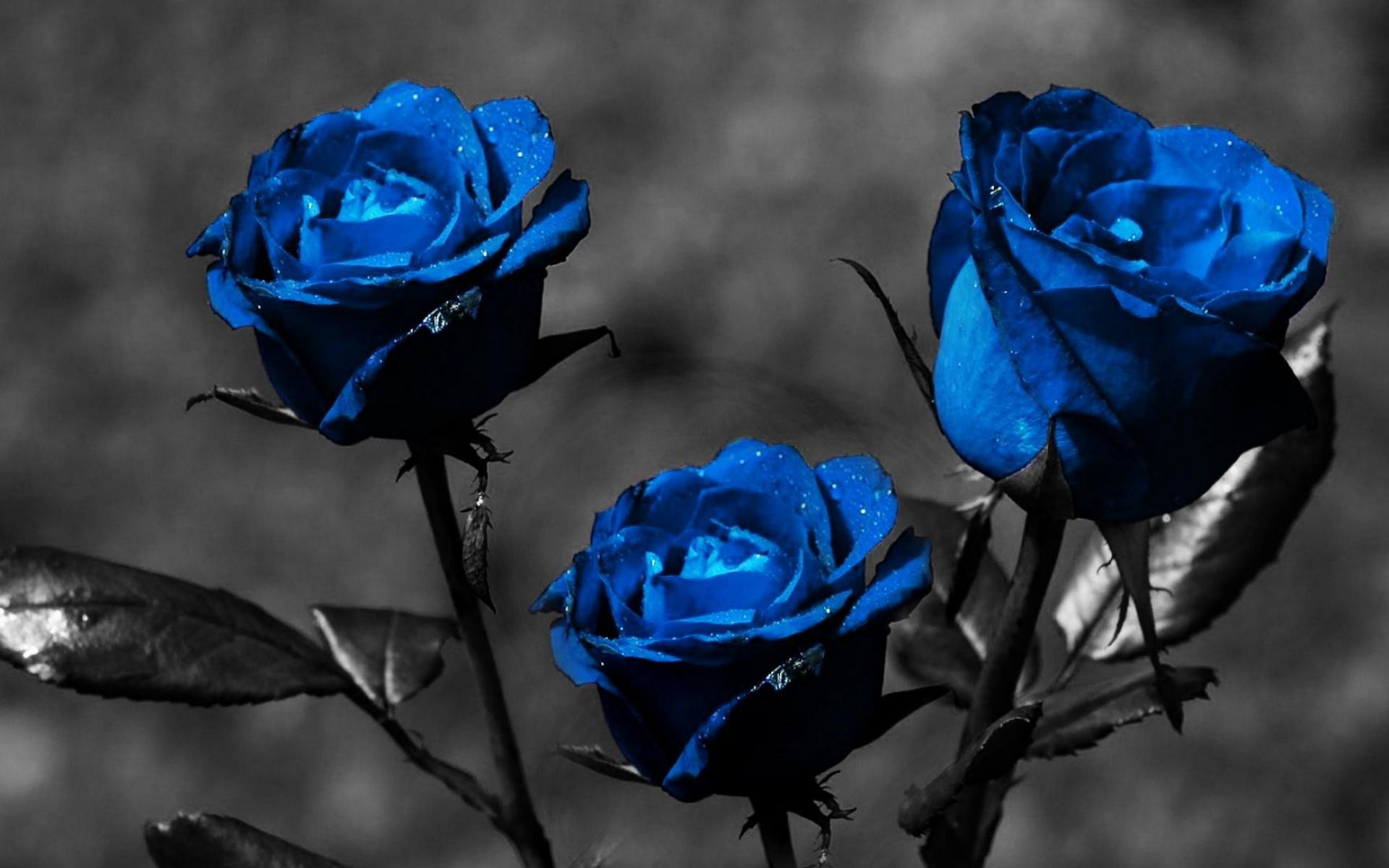 Blue Rose Wallpaper