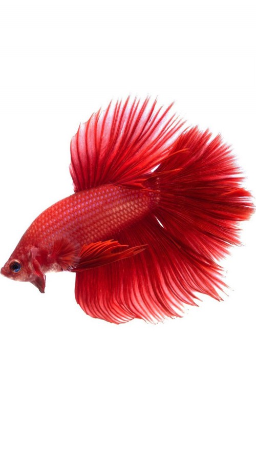 Apple iPhone 6s Wallpaper With Red Halfmoon Betta Fish In White