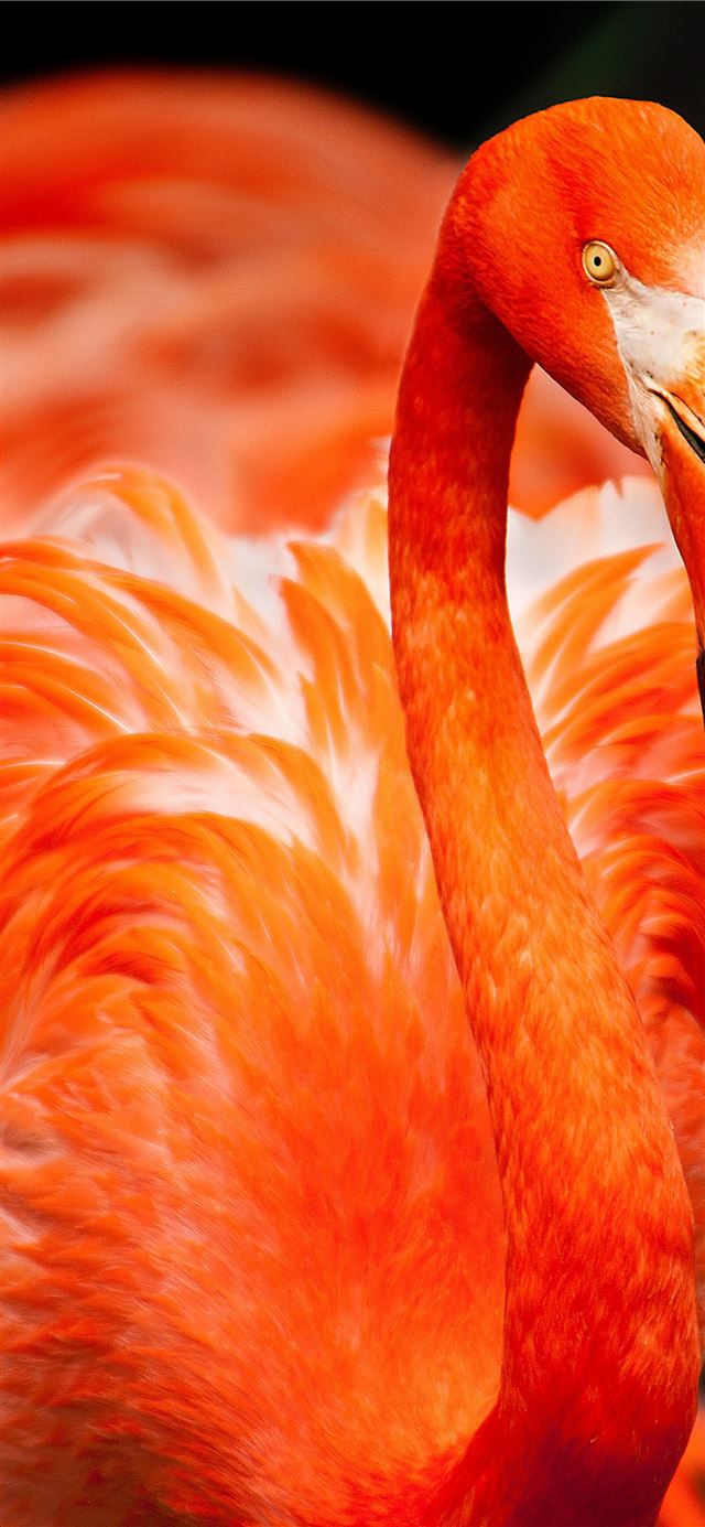 Best Flamingo iPhone HD Wallpaper