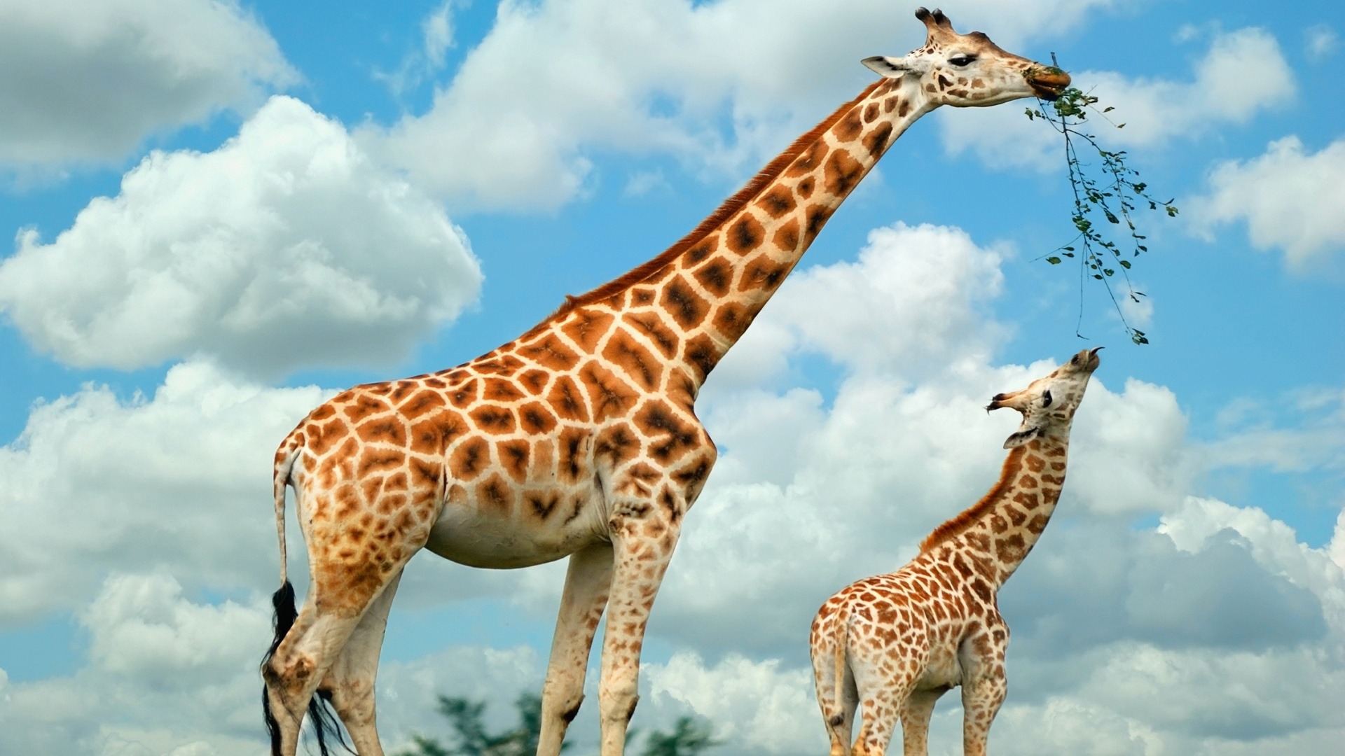 Incubus Giraffe Resolution Wallpaper Full HD